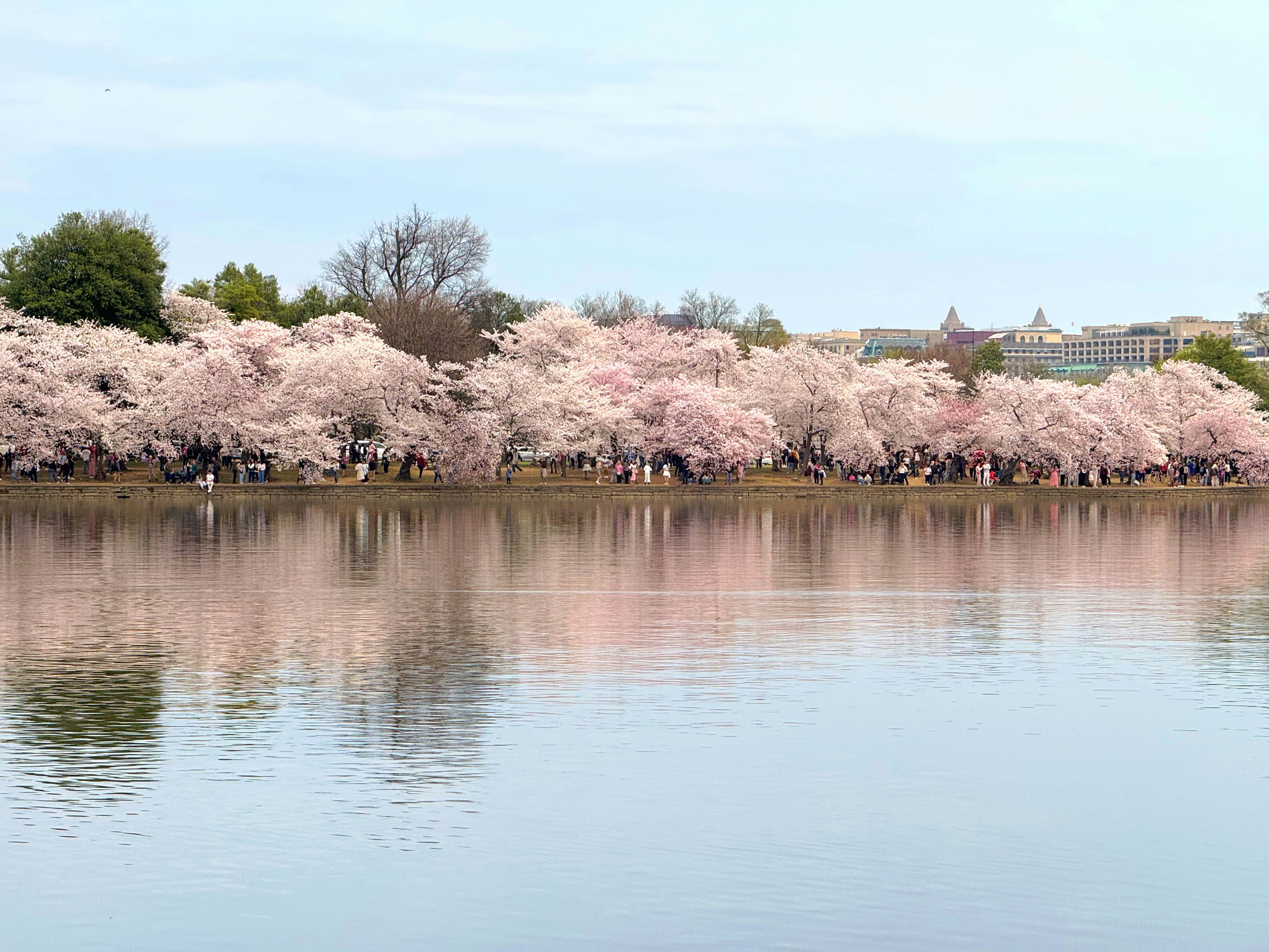 Cherry blossoms reflect beautifully on the water.