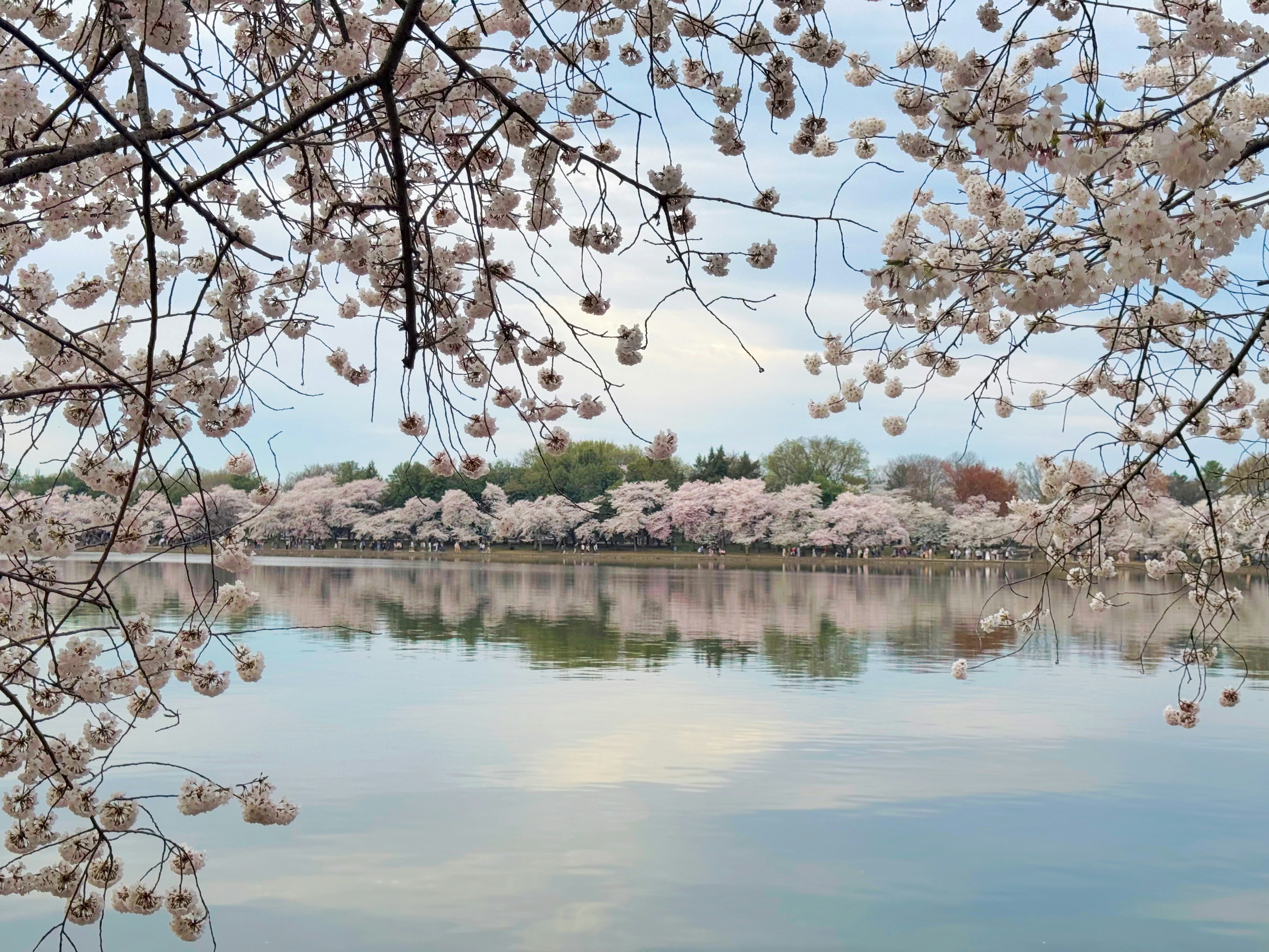 Cherry blossoms frame the lake's peaceful reflection.