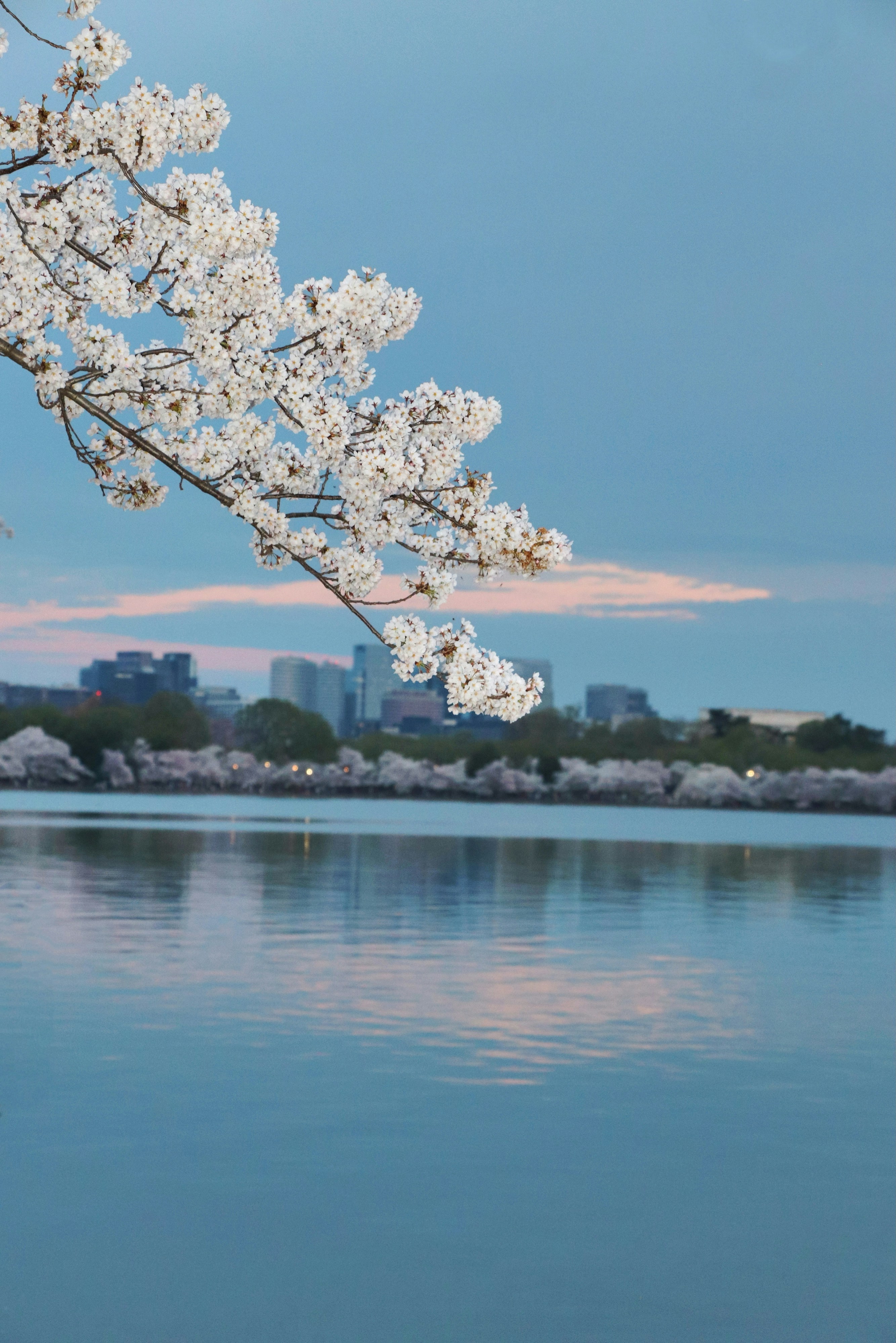 Cherry blossoms reflect on a calm body of water.