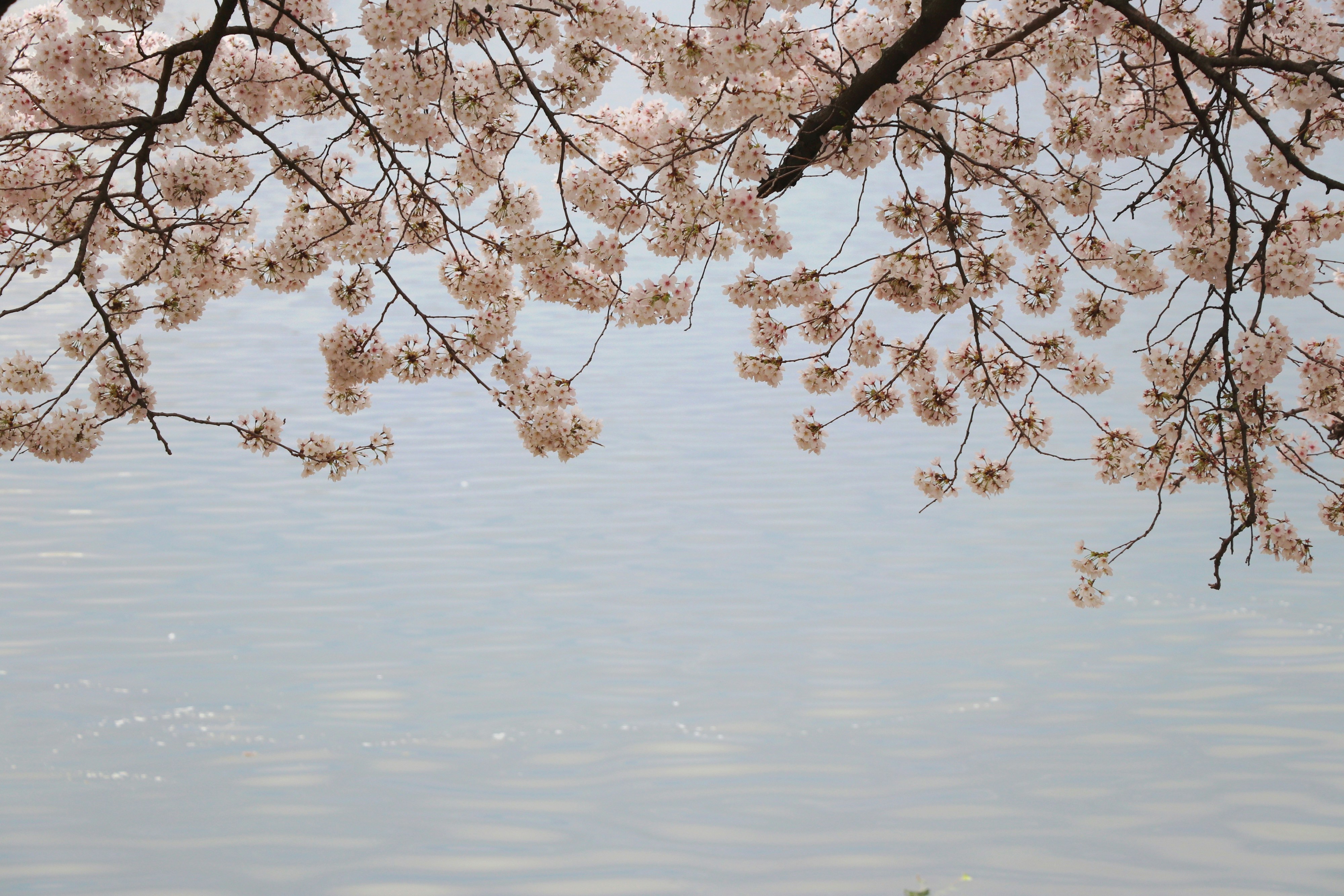 Cherry blossoms bloom above the water.