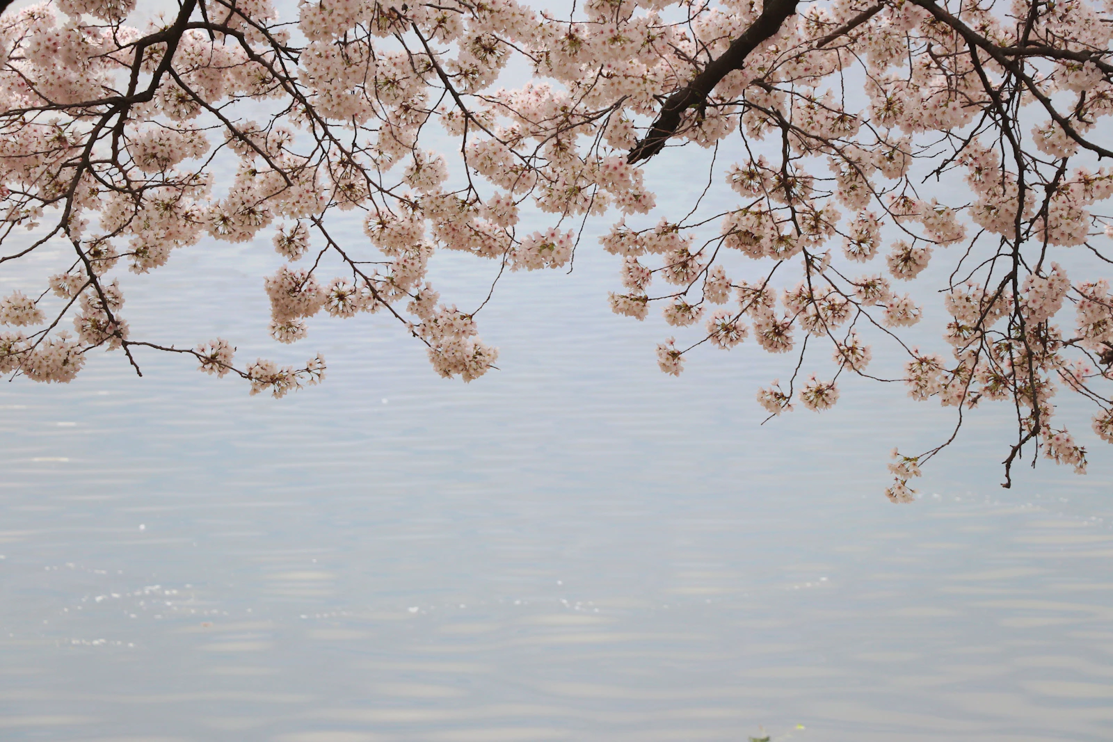 Cherry blossom branches hanging low over still water