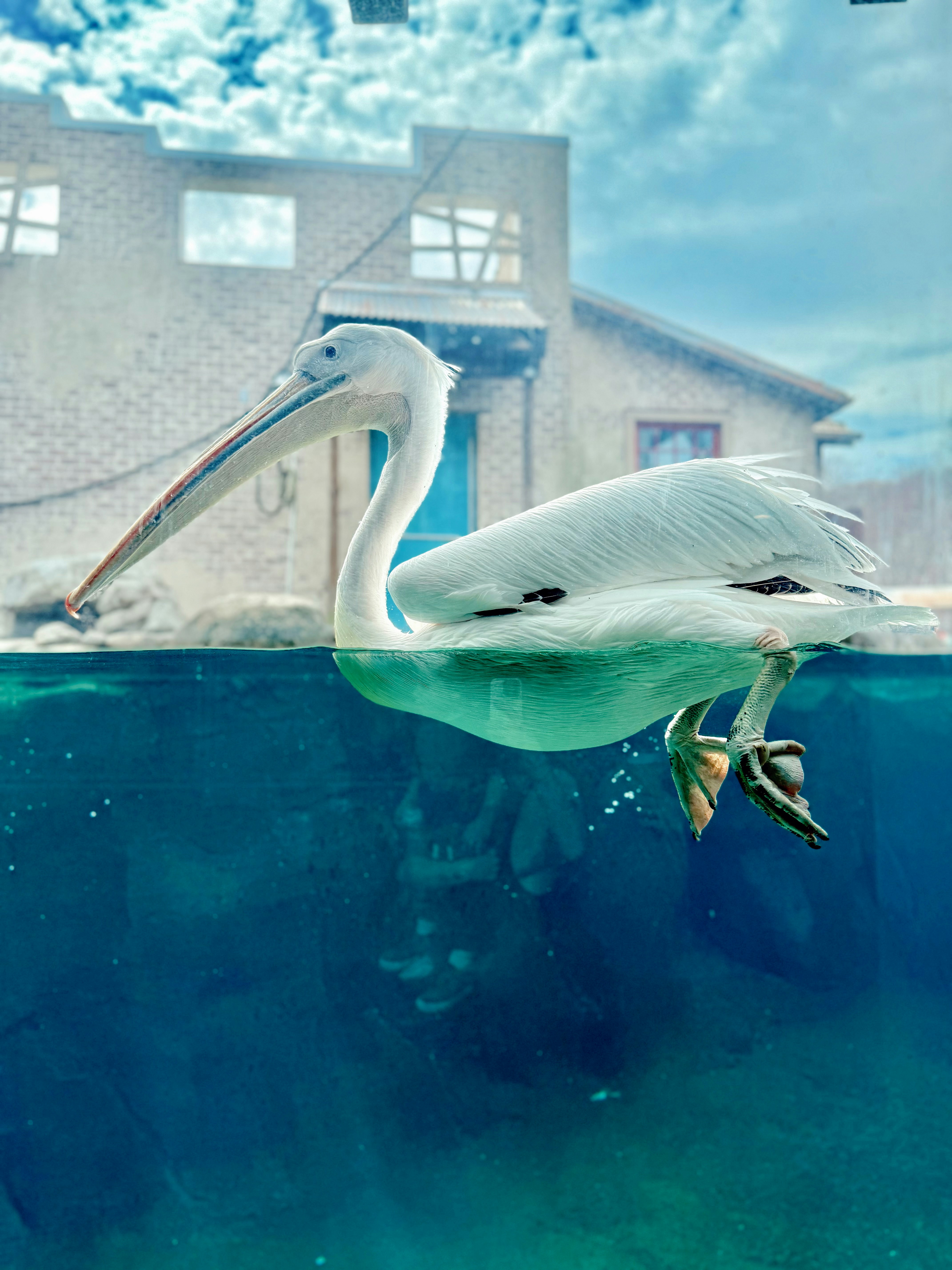 ペリカンが水の中を泳いでいます。