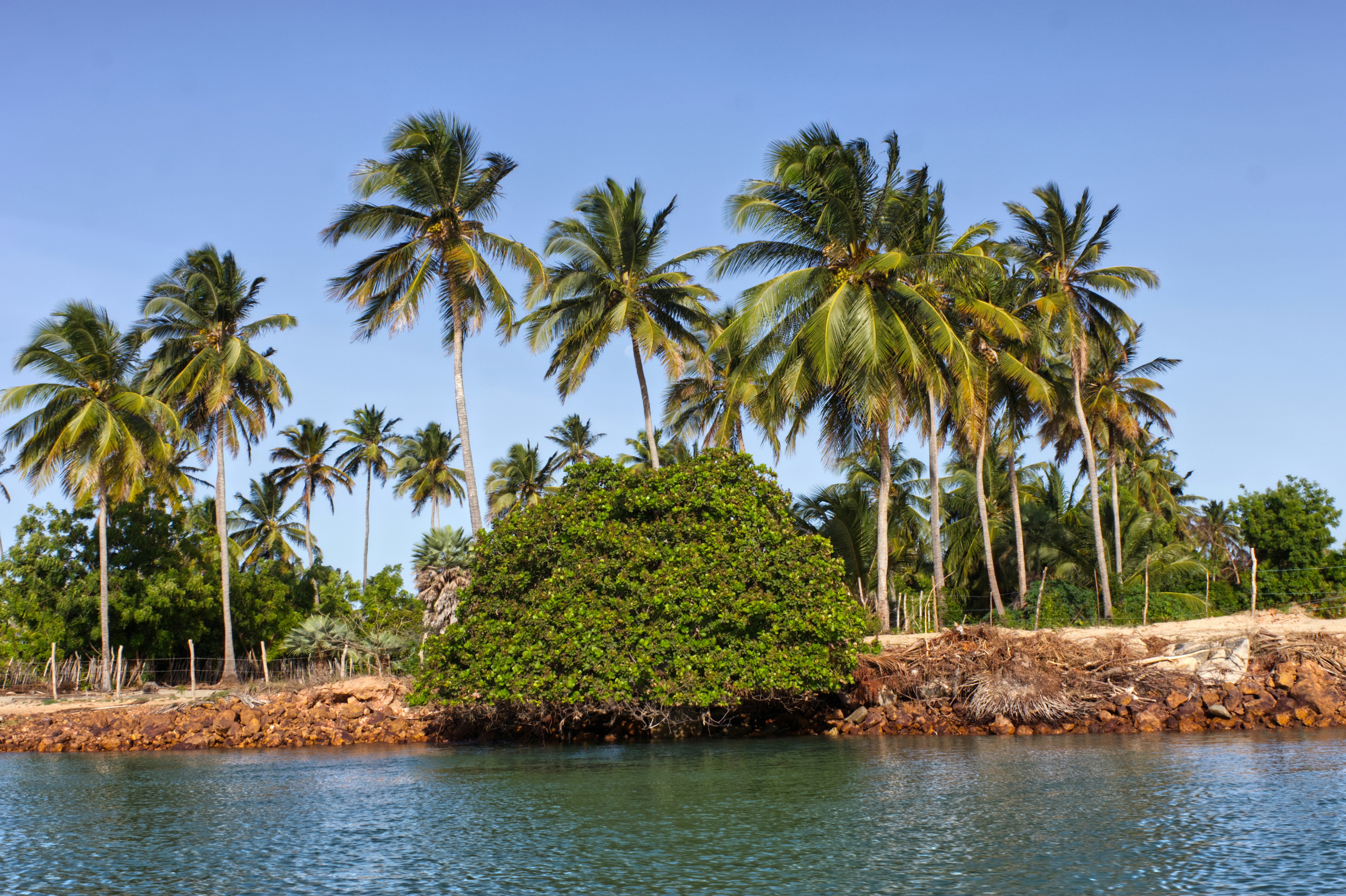 Palm trees and other foliage grow near the water.