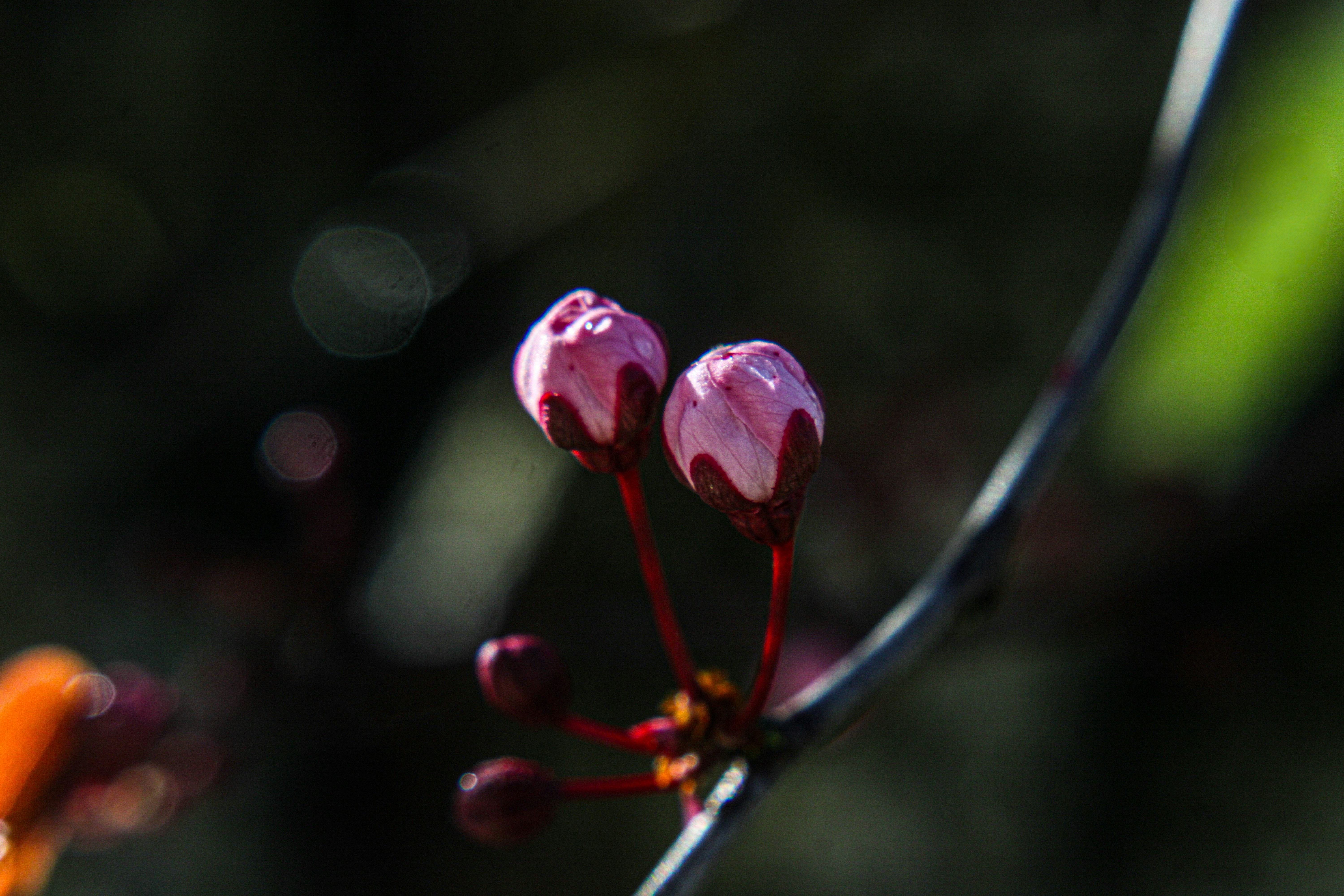 Photo by prphotography262