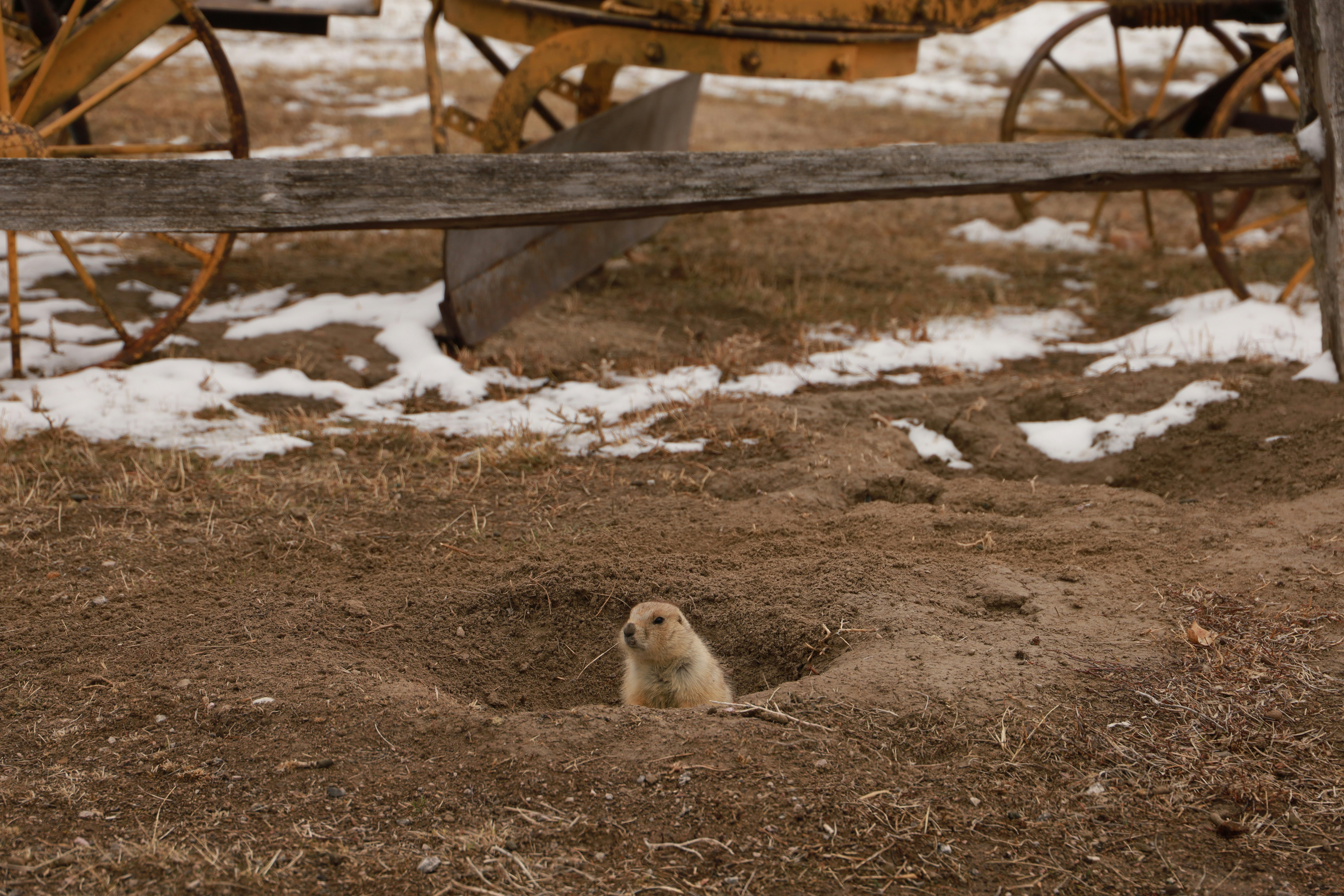 A prairie dog peeks out from its burrow.