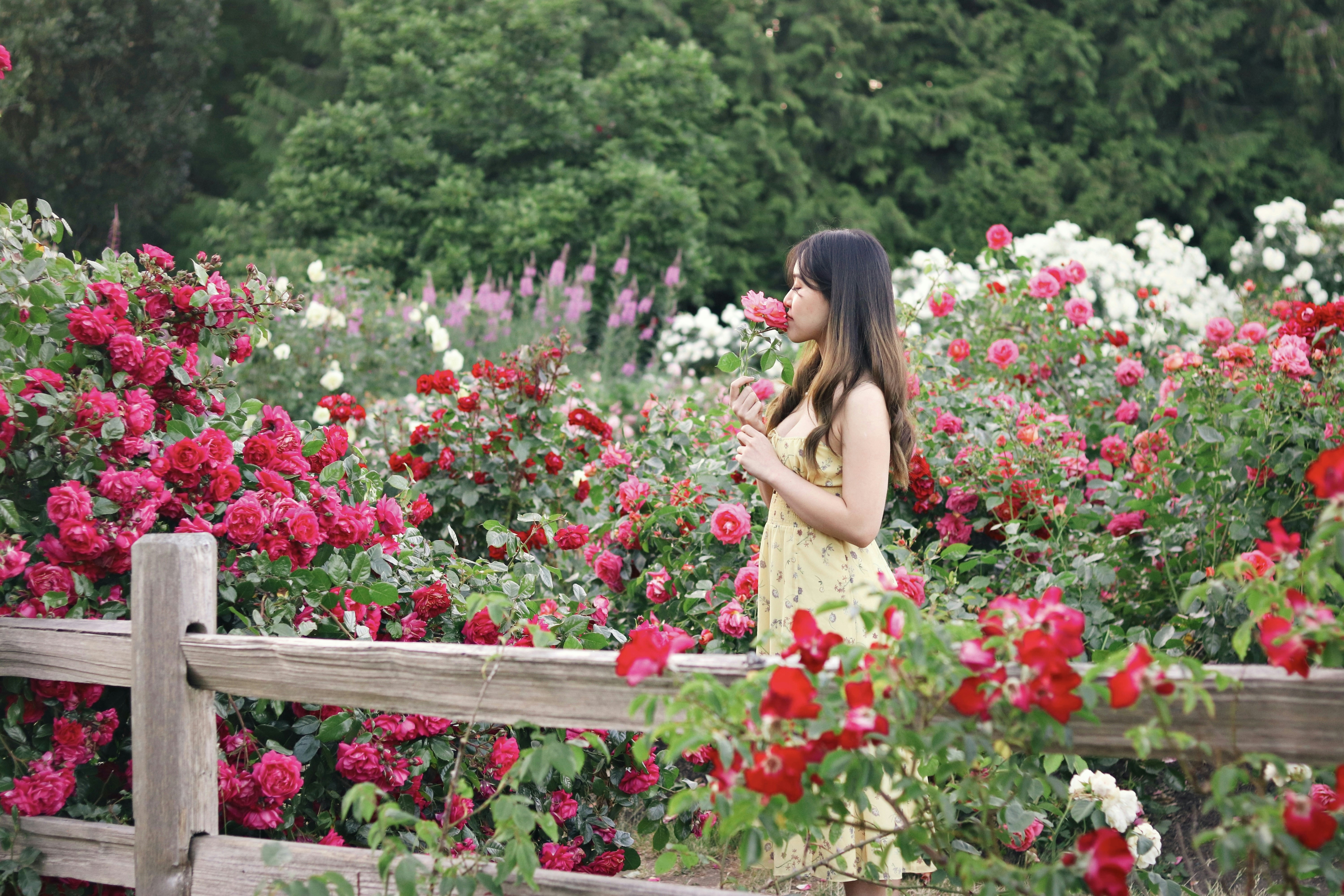 Die Frau steht inmitten eines wunderschönen, lebendigen Rosengartens.