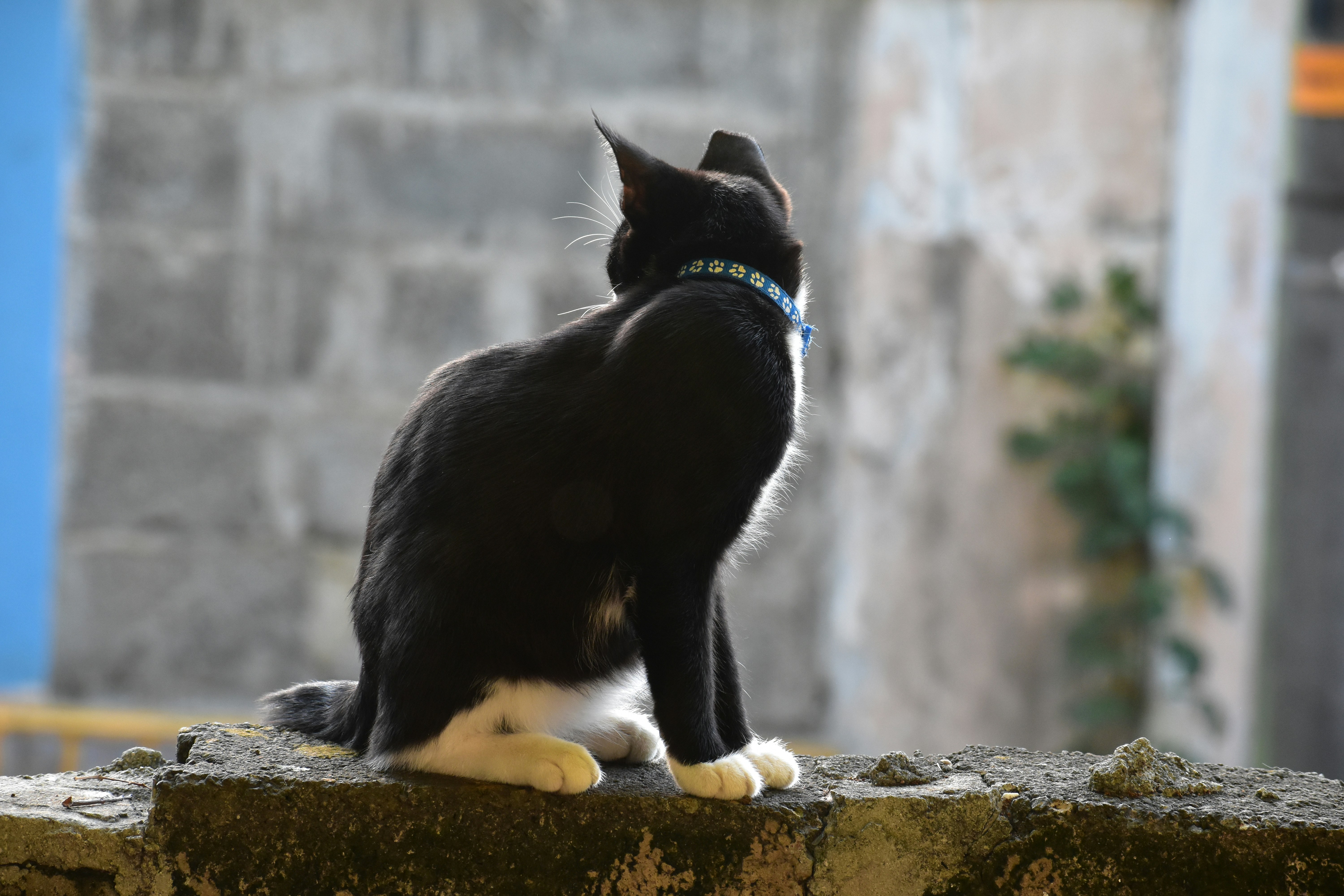 The Surprising Depth of Cat Memory (image credits: unsplash)