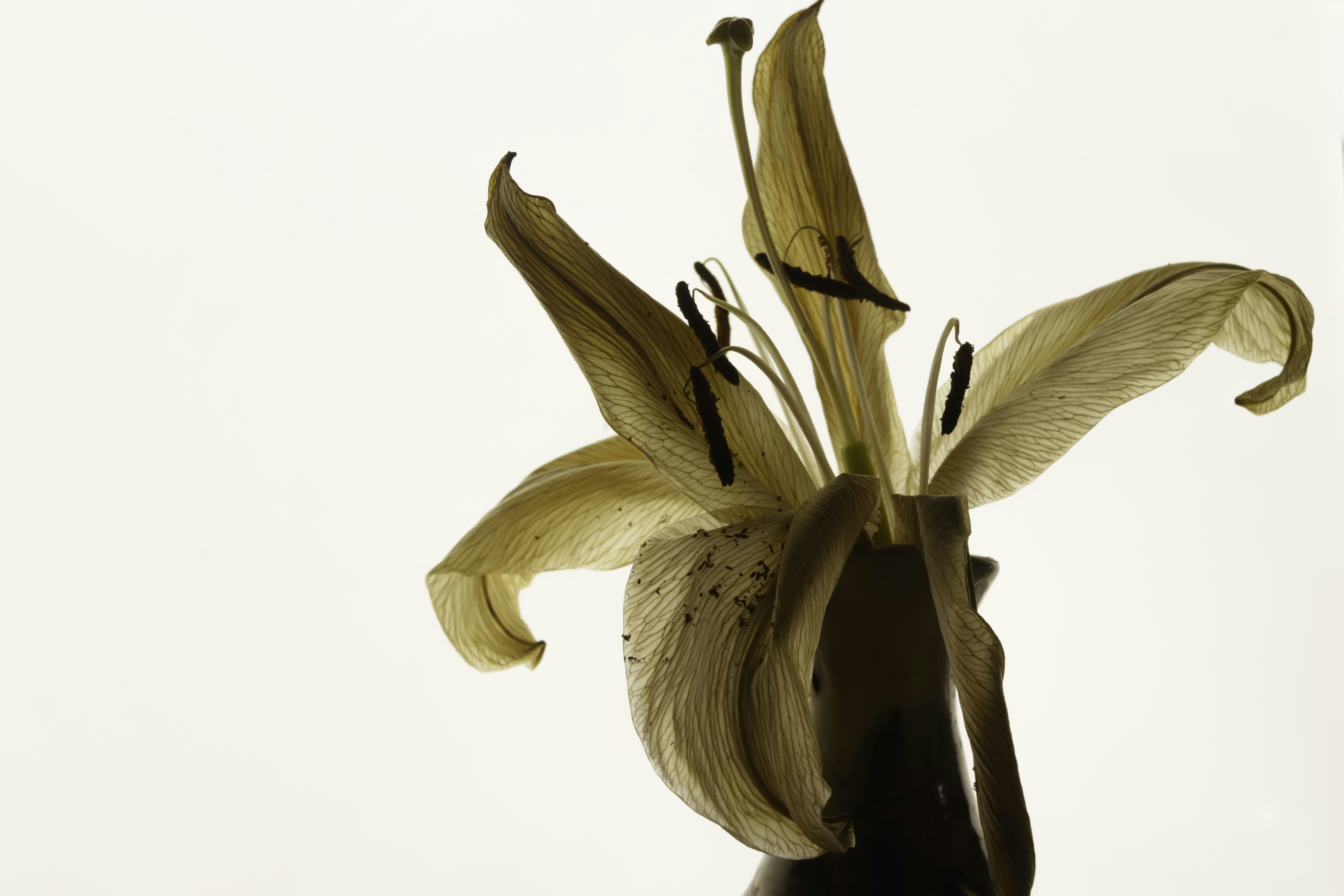 Photo by annaflowers24