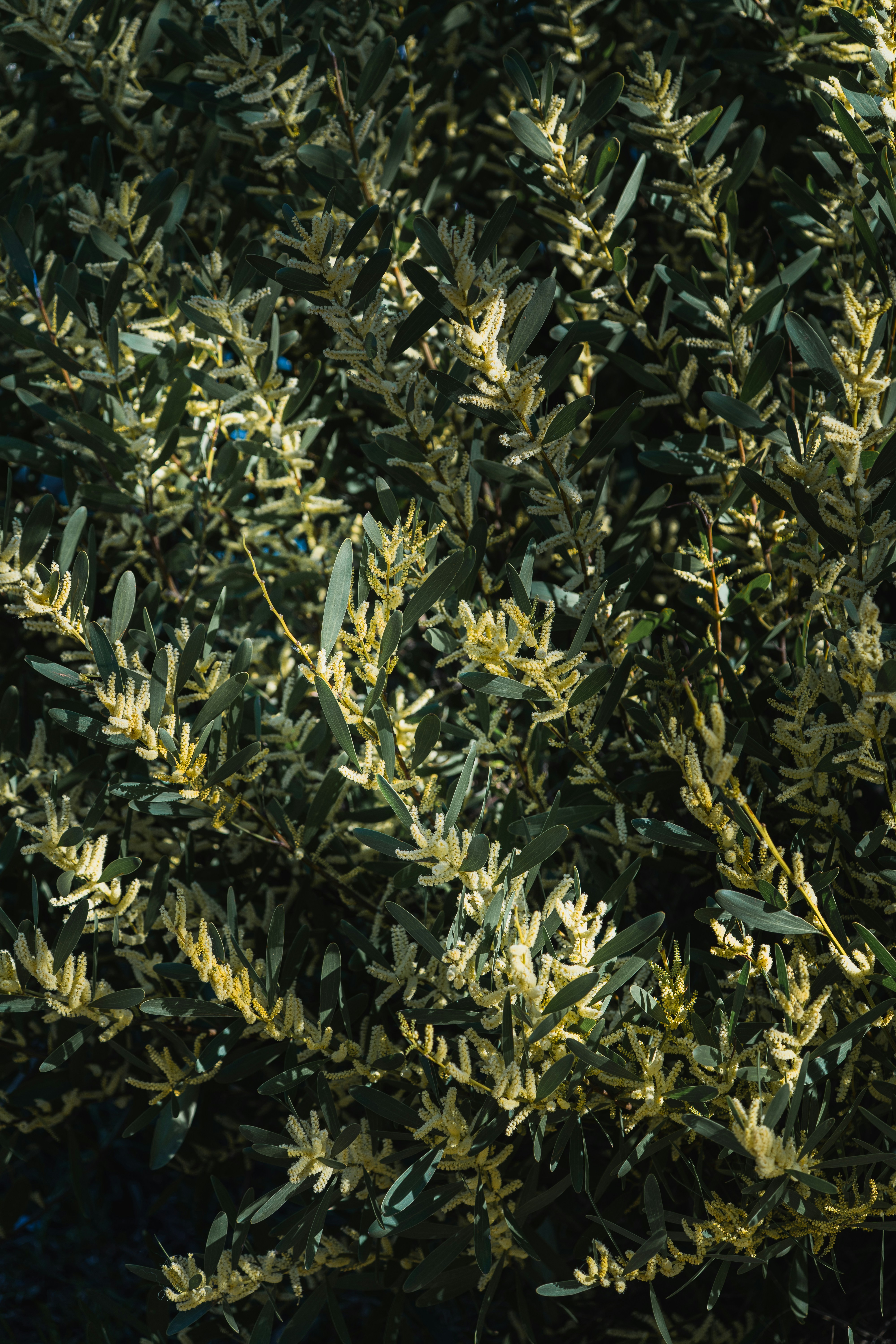 小さな黄色い花で覆われた緑の茂み。