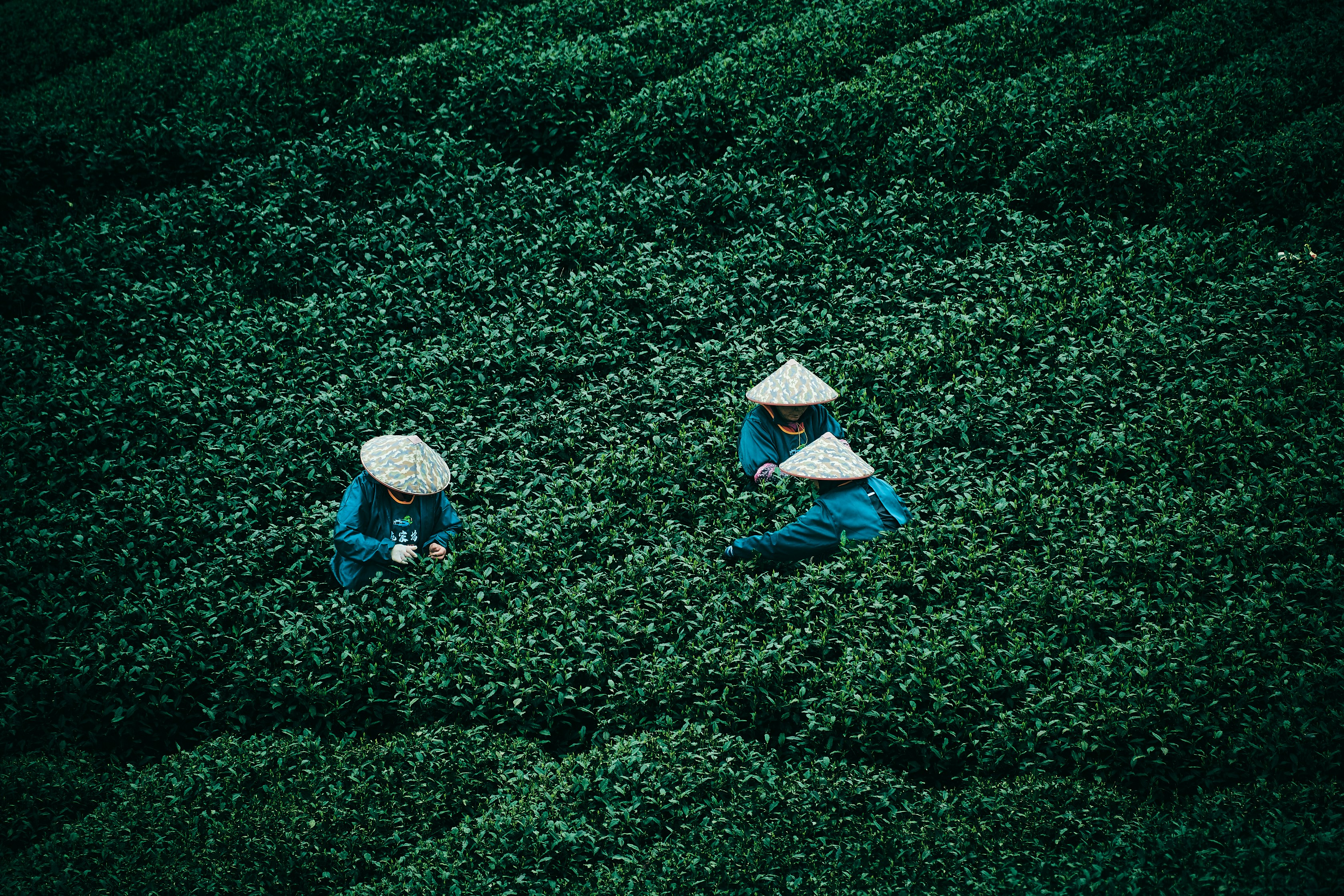Darjeeling tea fields