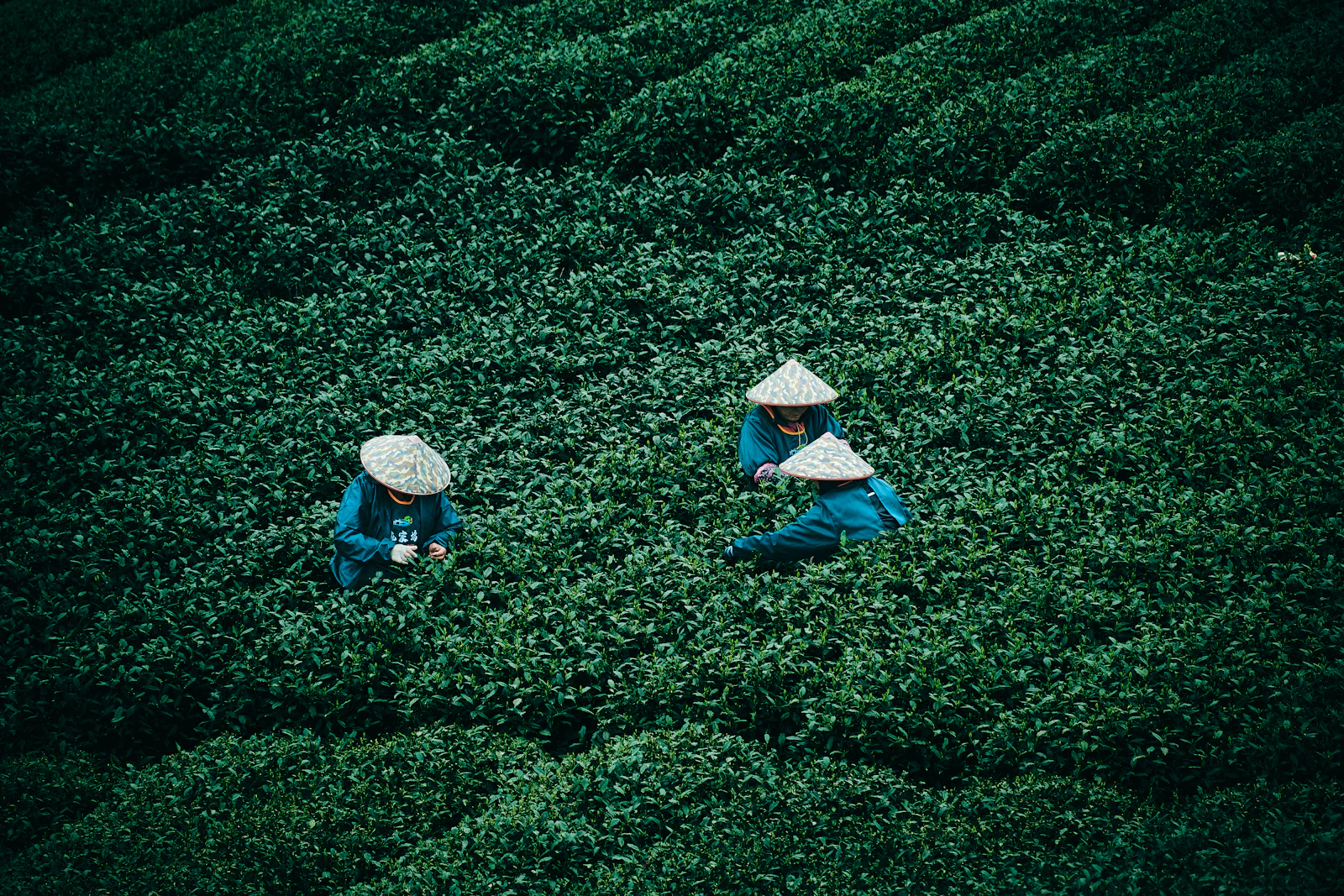Two leaves and a bud — hand-selected, row by row.