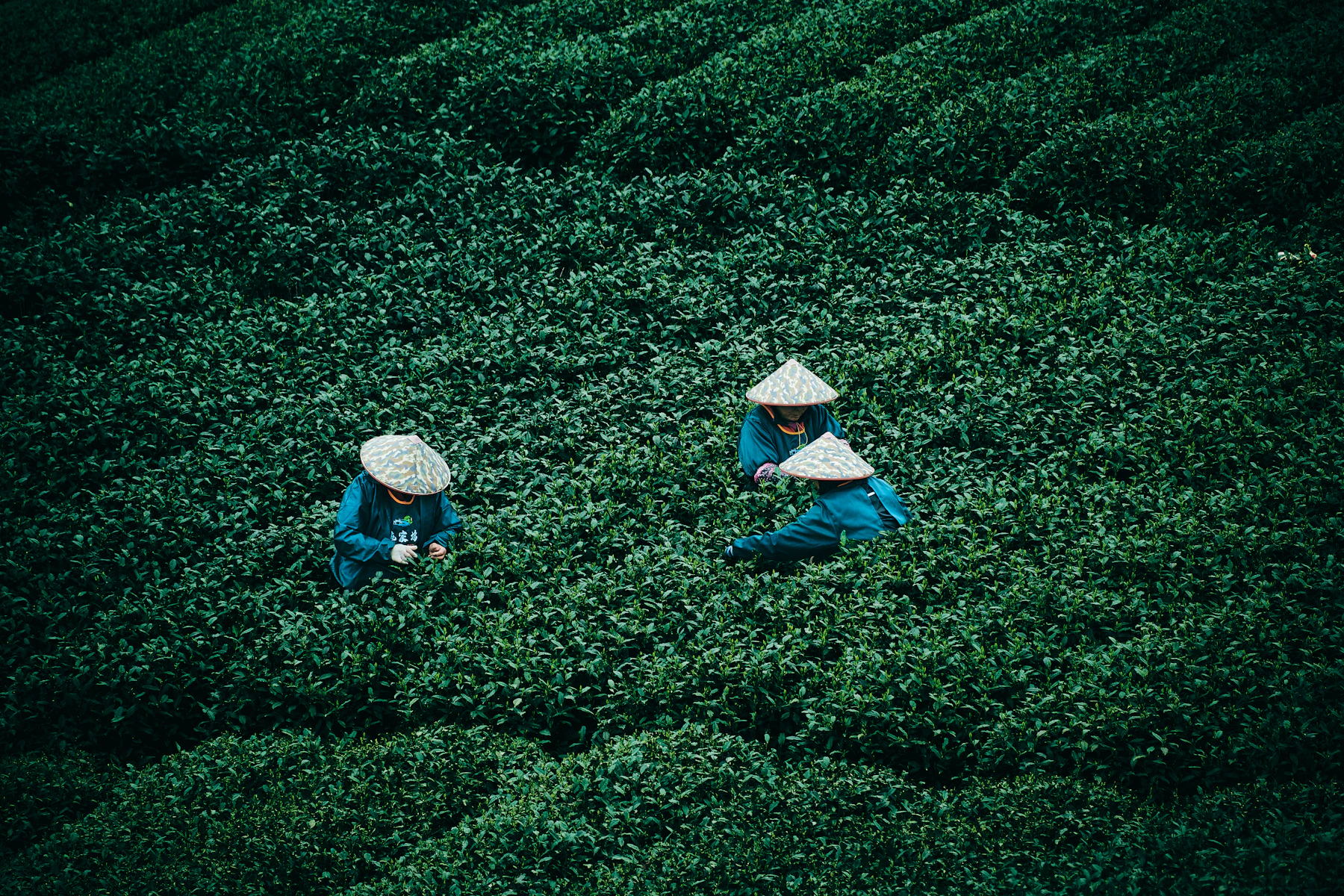Hangzhou Tea Experience