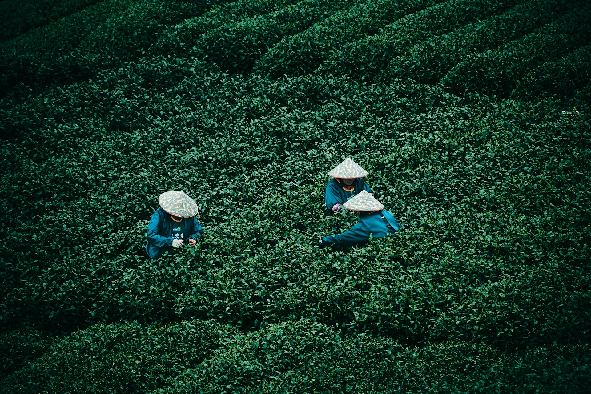 Farmers harvest tea leaves in a lush, green field.