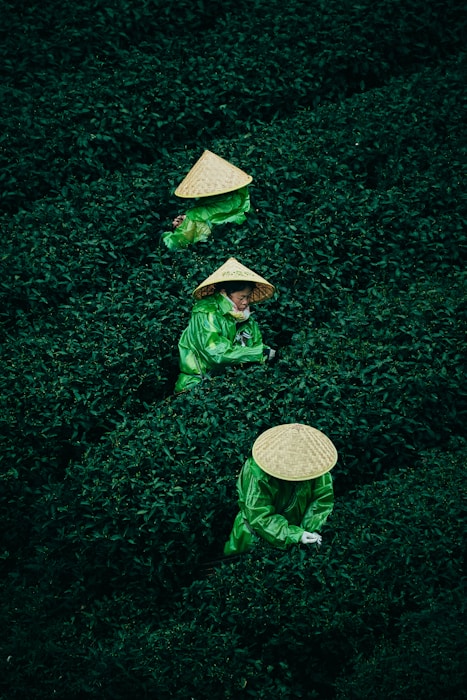 Tea leaf harvesters working on a Taiwanese hillside