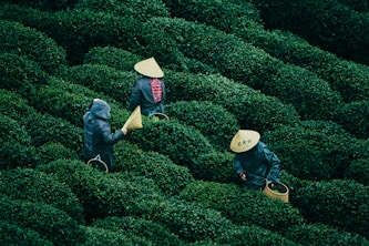 Tea pickers harvest leaves in a lush green field.