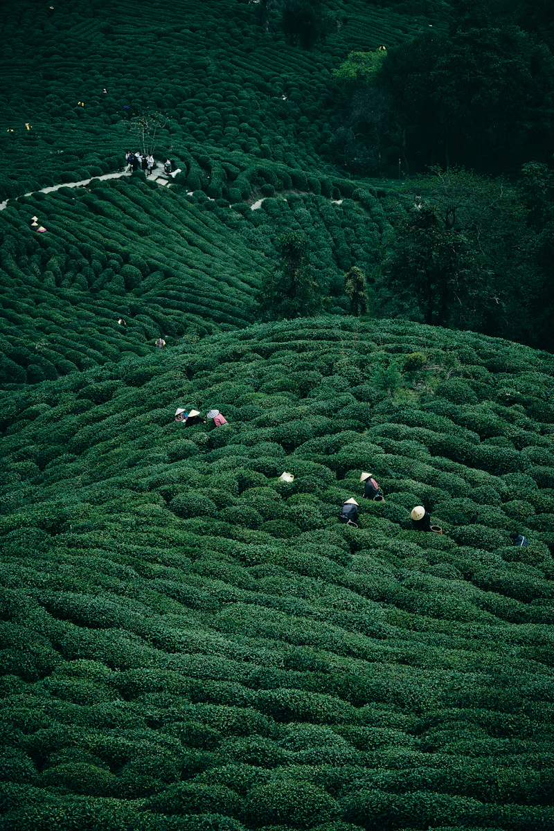 Tea pluckers moving slowly through the rows on a steep estate