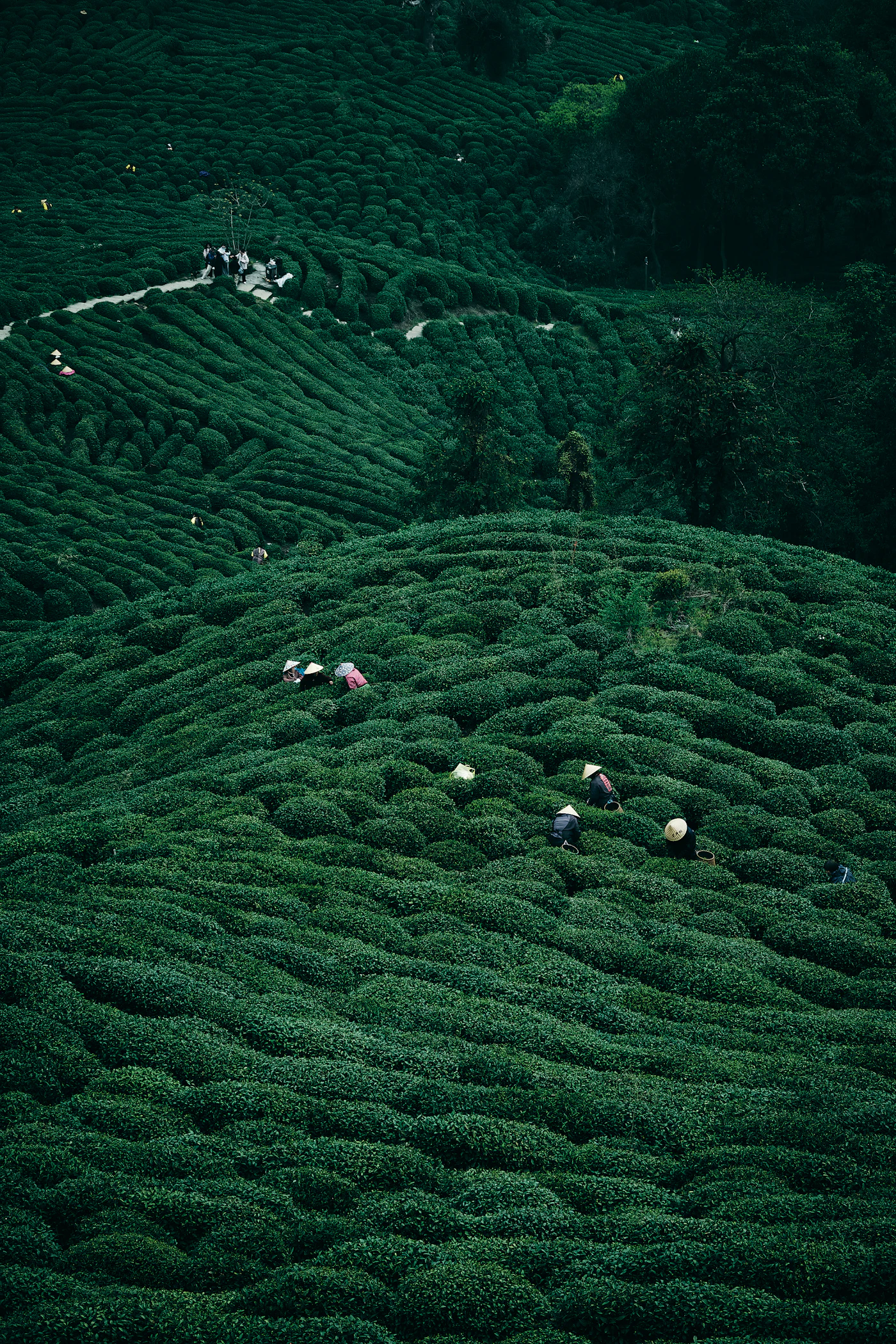 Tea pluckers moving slowly through the rows on a steep estate