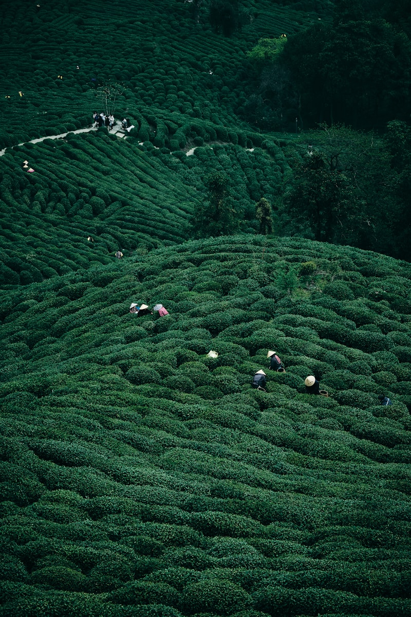 Longjing Village