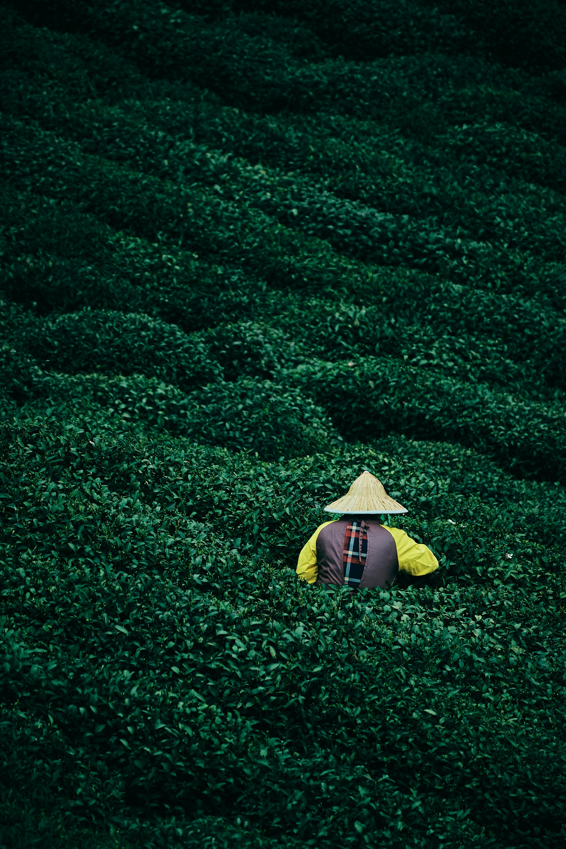 A farmer harvests tea leaves in a lush field.