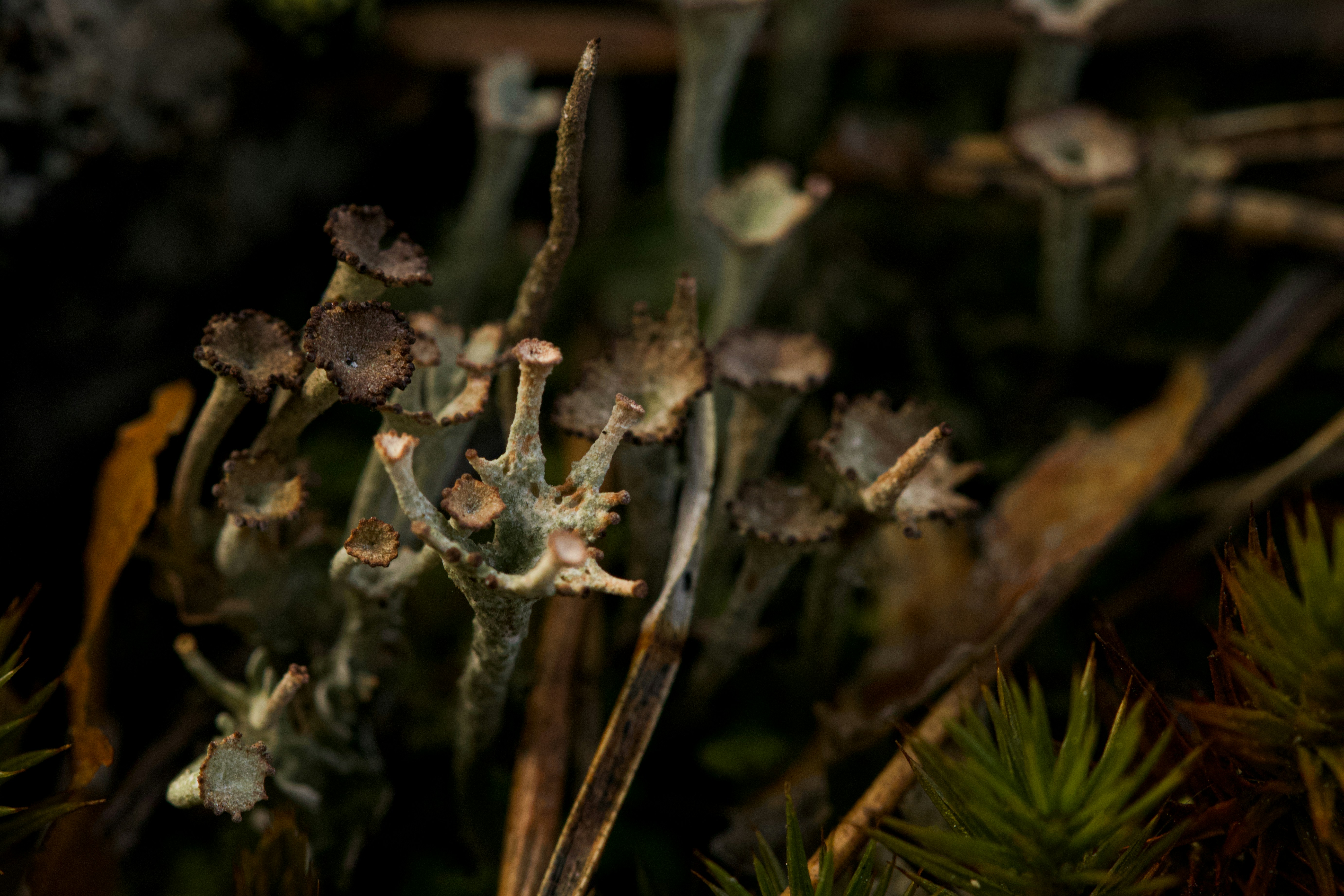 Fungi and plants are seen in the dark.