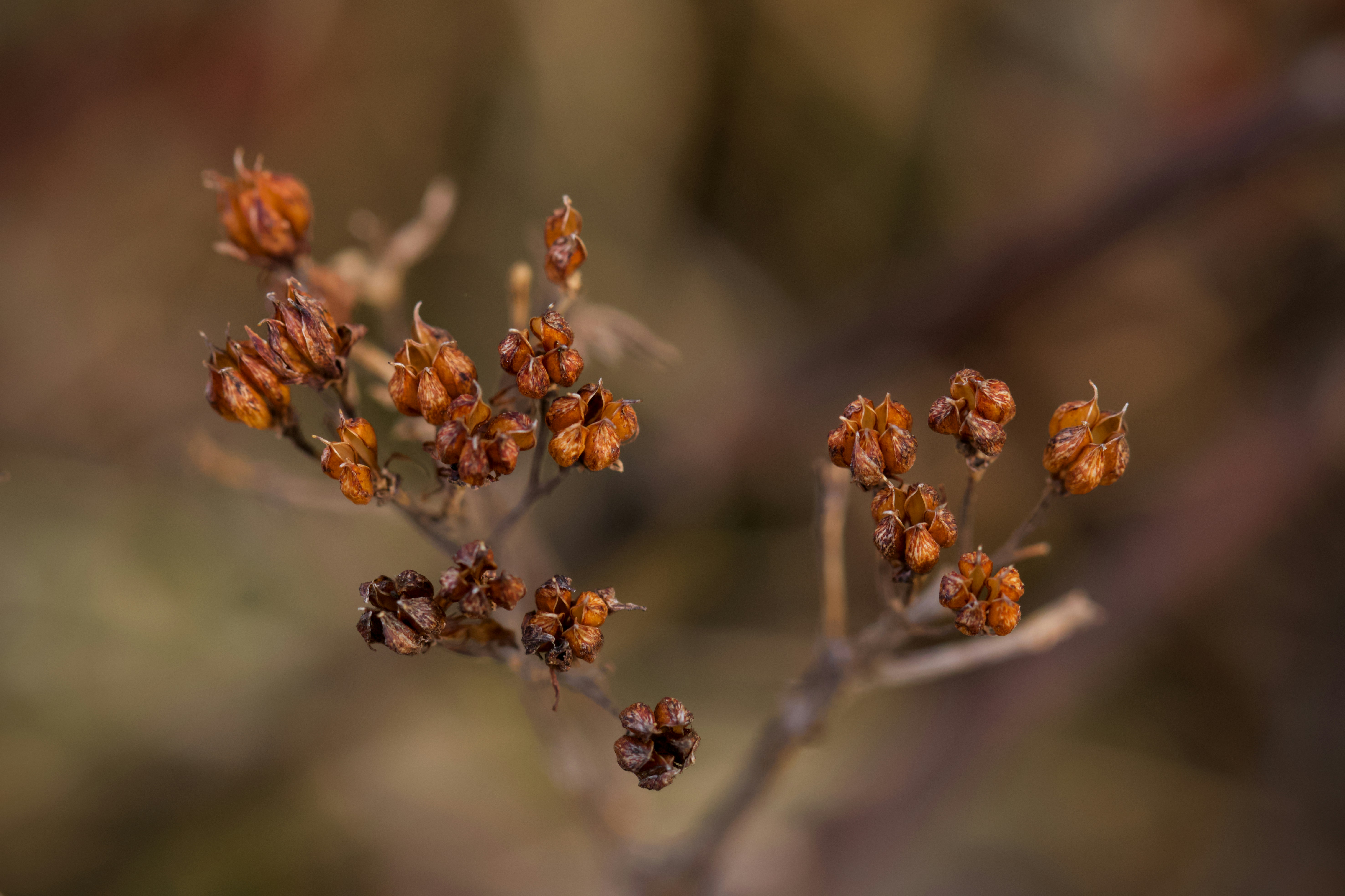 Dried plant seeds stand out in the image.