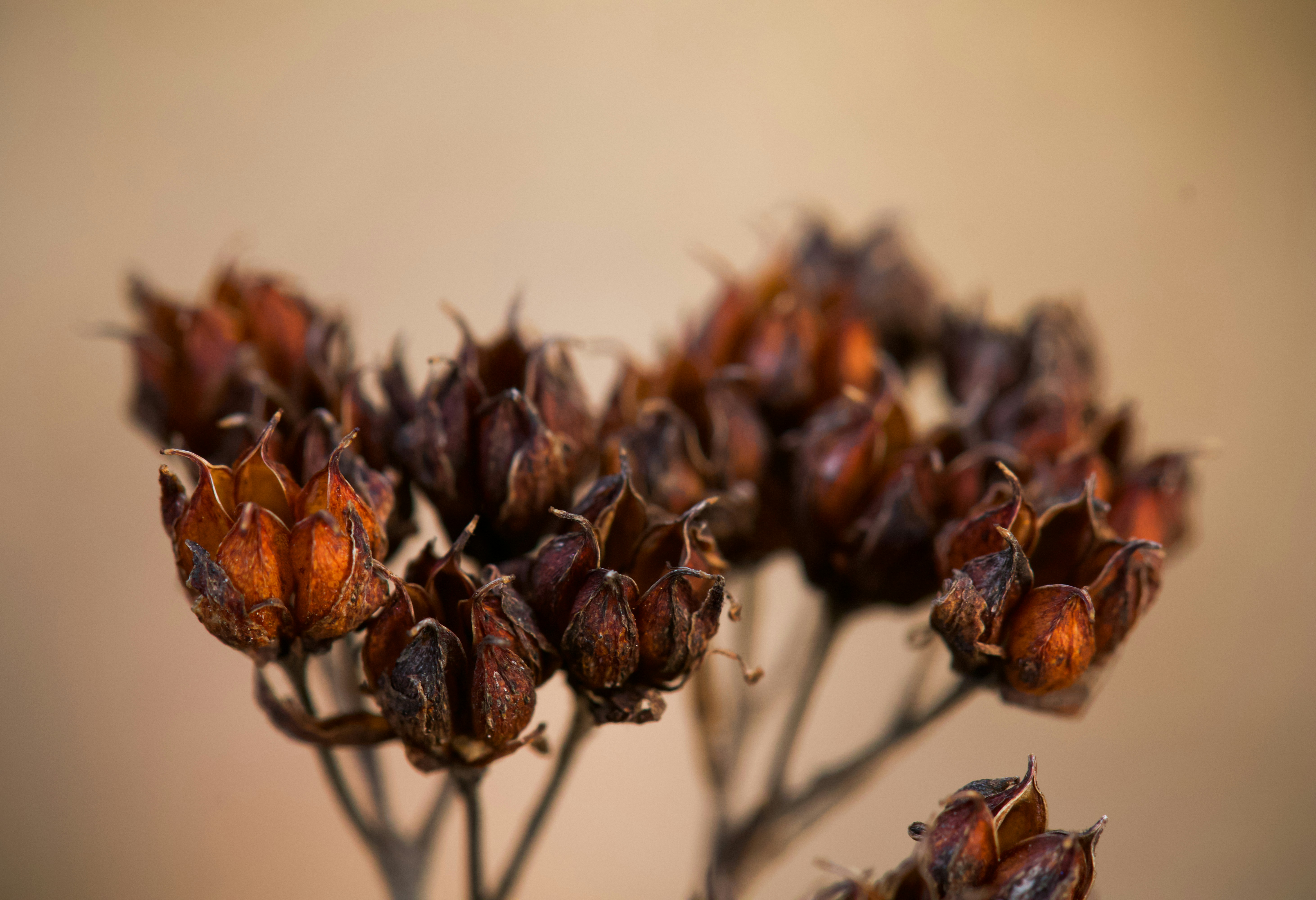 Dried seed pods are captured in this close-up photo.