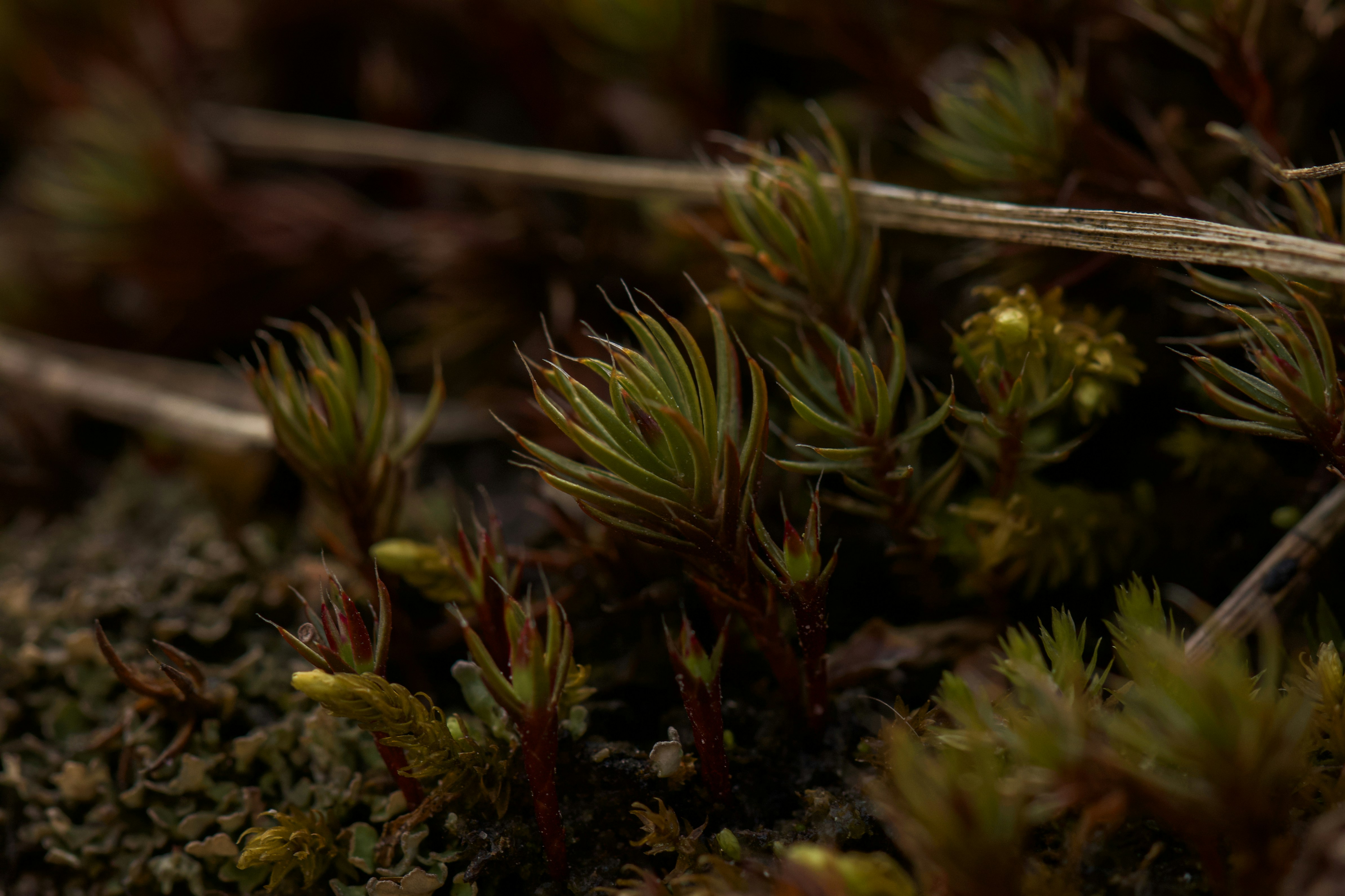 Close-up of green moss and other small plants.