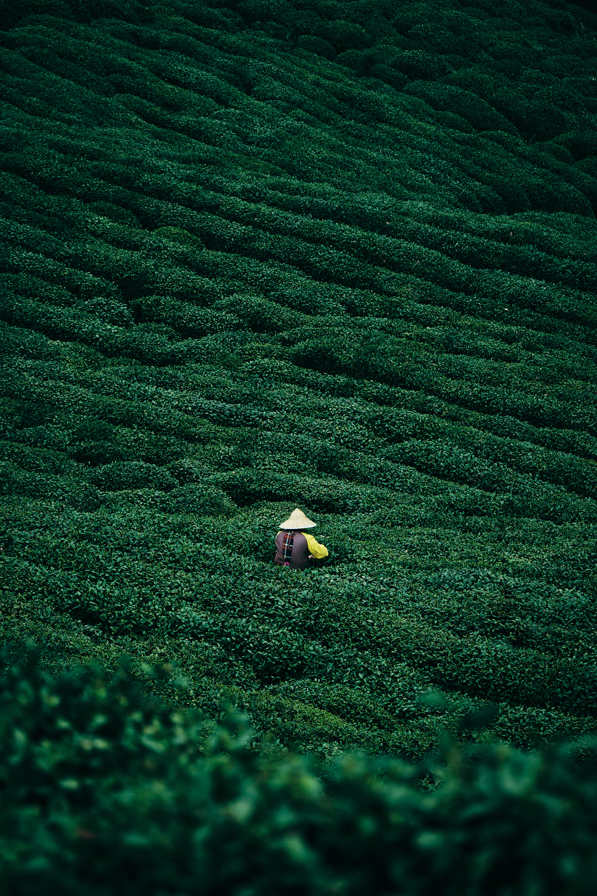 A single tea plucker in a wide hat working between dense green bushes