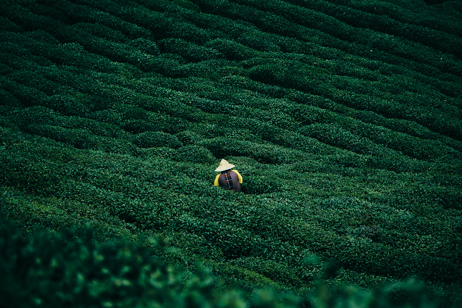 Amanfayun, a Tang Dynasty Tea Village Near Hangzhou's West Lake