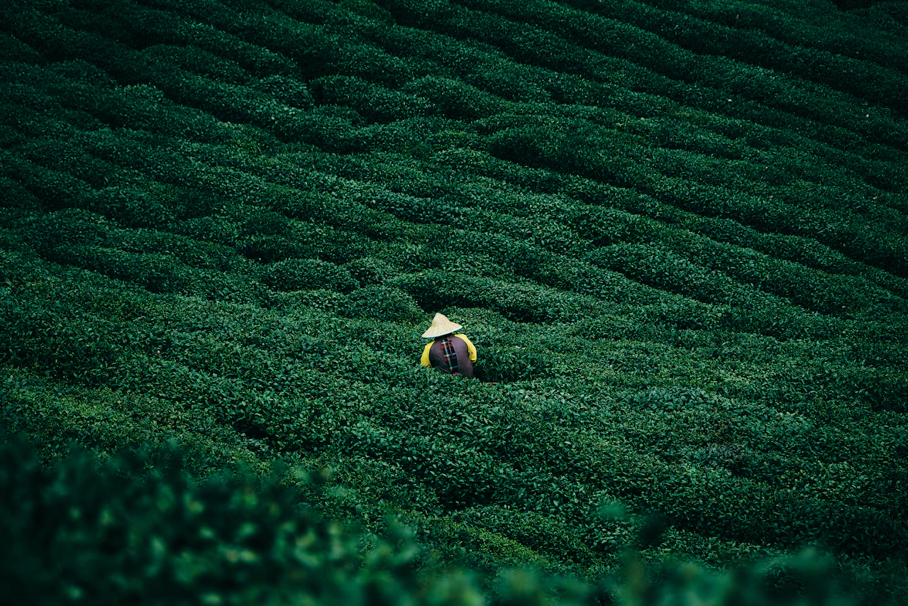 Tea plantation in China