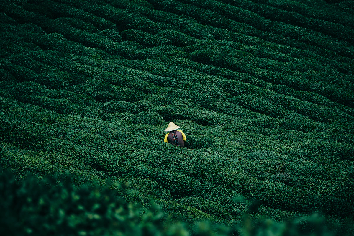 Tea grower among rows of green tea plants at a tea plantation