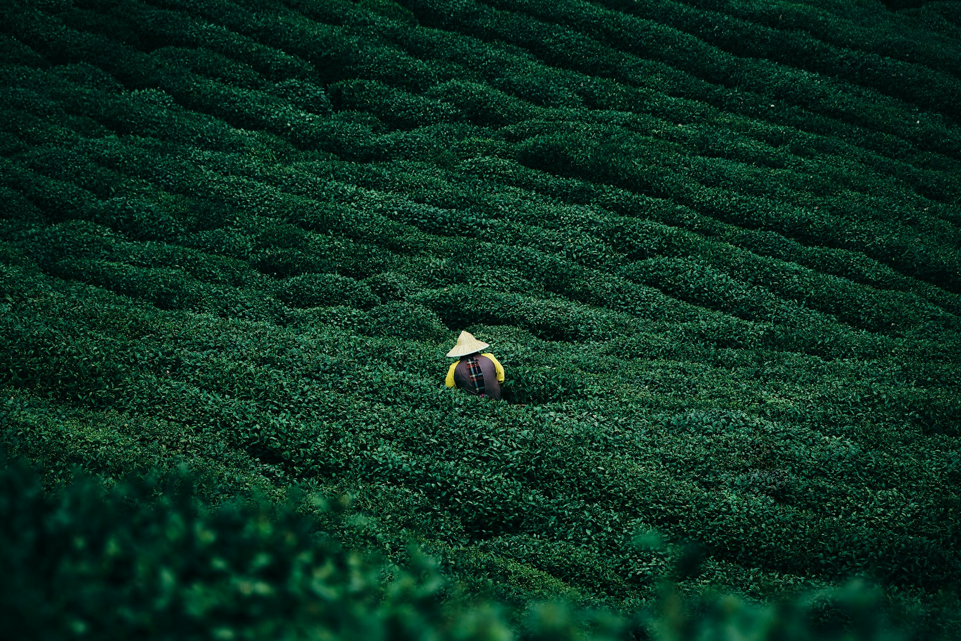 A person works amidst a verdant tea plantation.