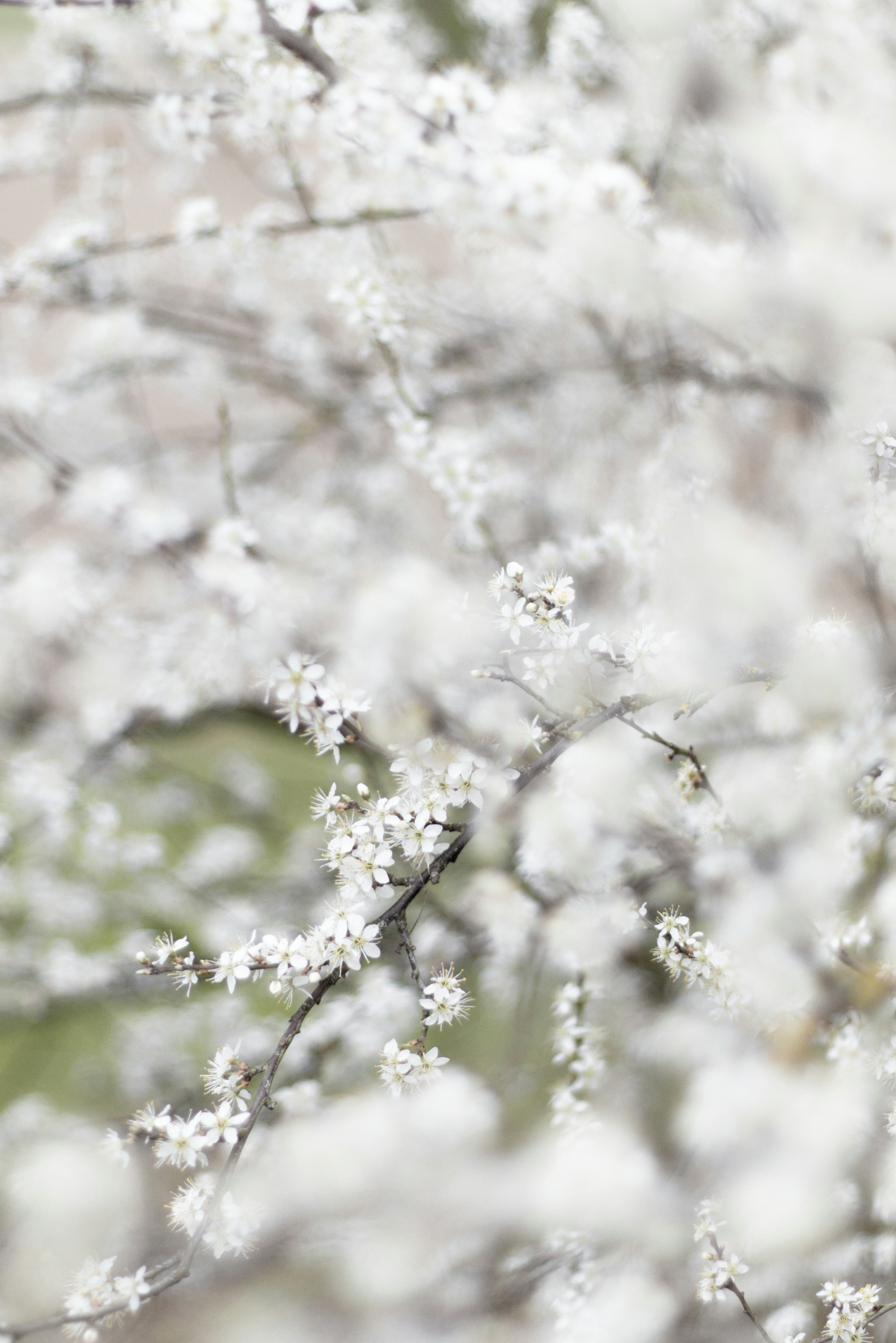 Photo by softlyglimmer