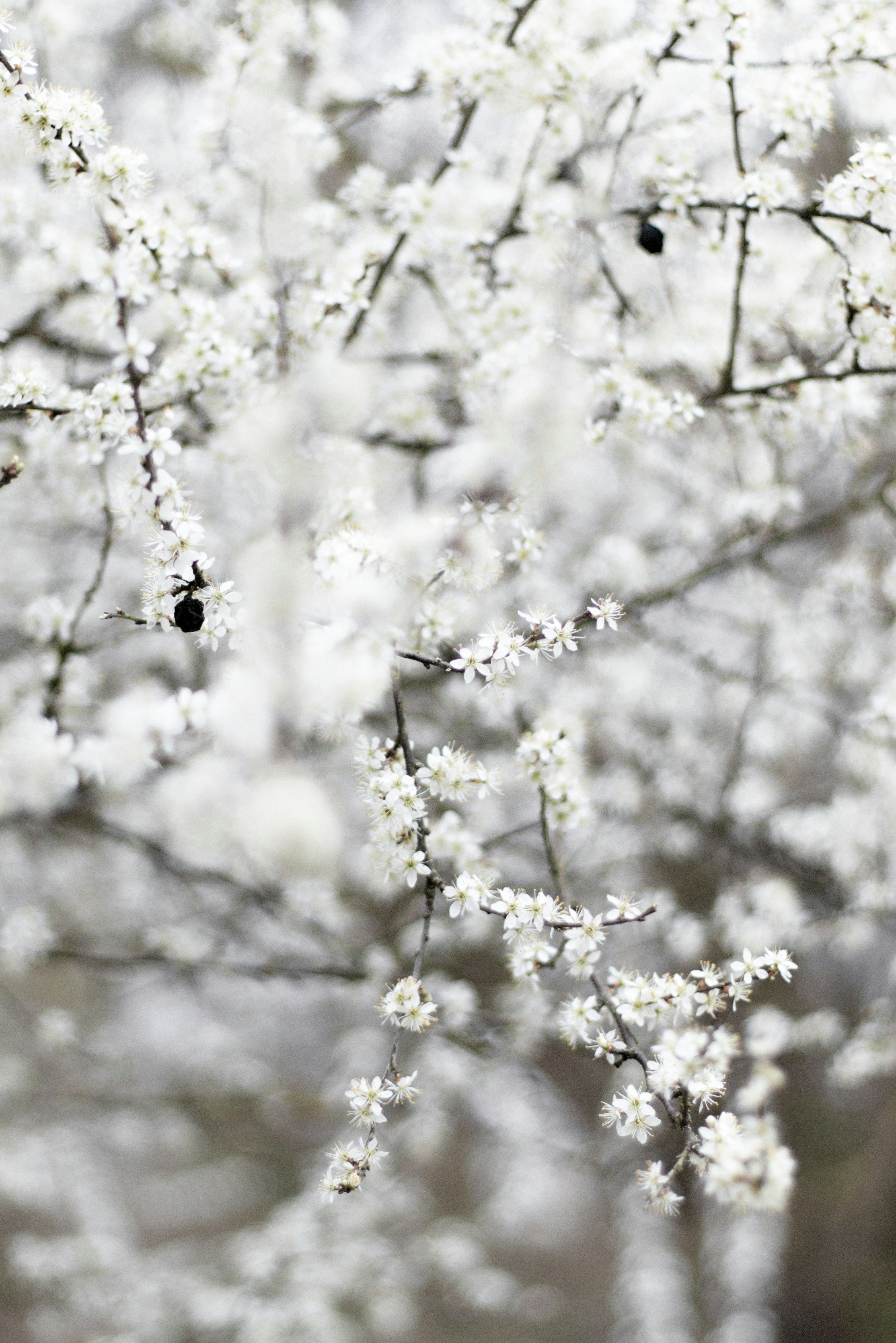 Photo by softlyglimmer