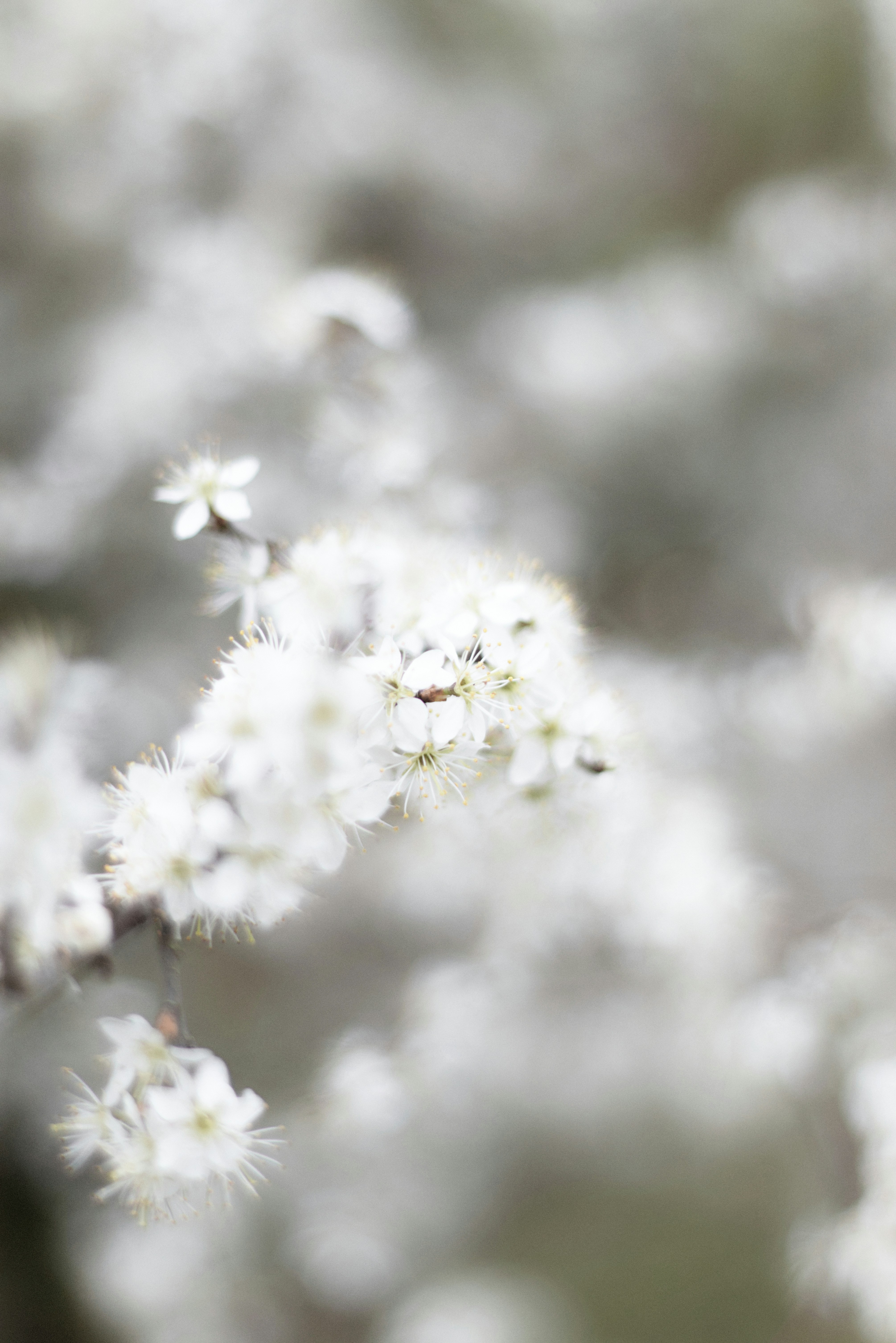 Photo by softlyglimmer