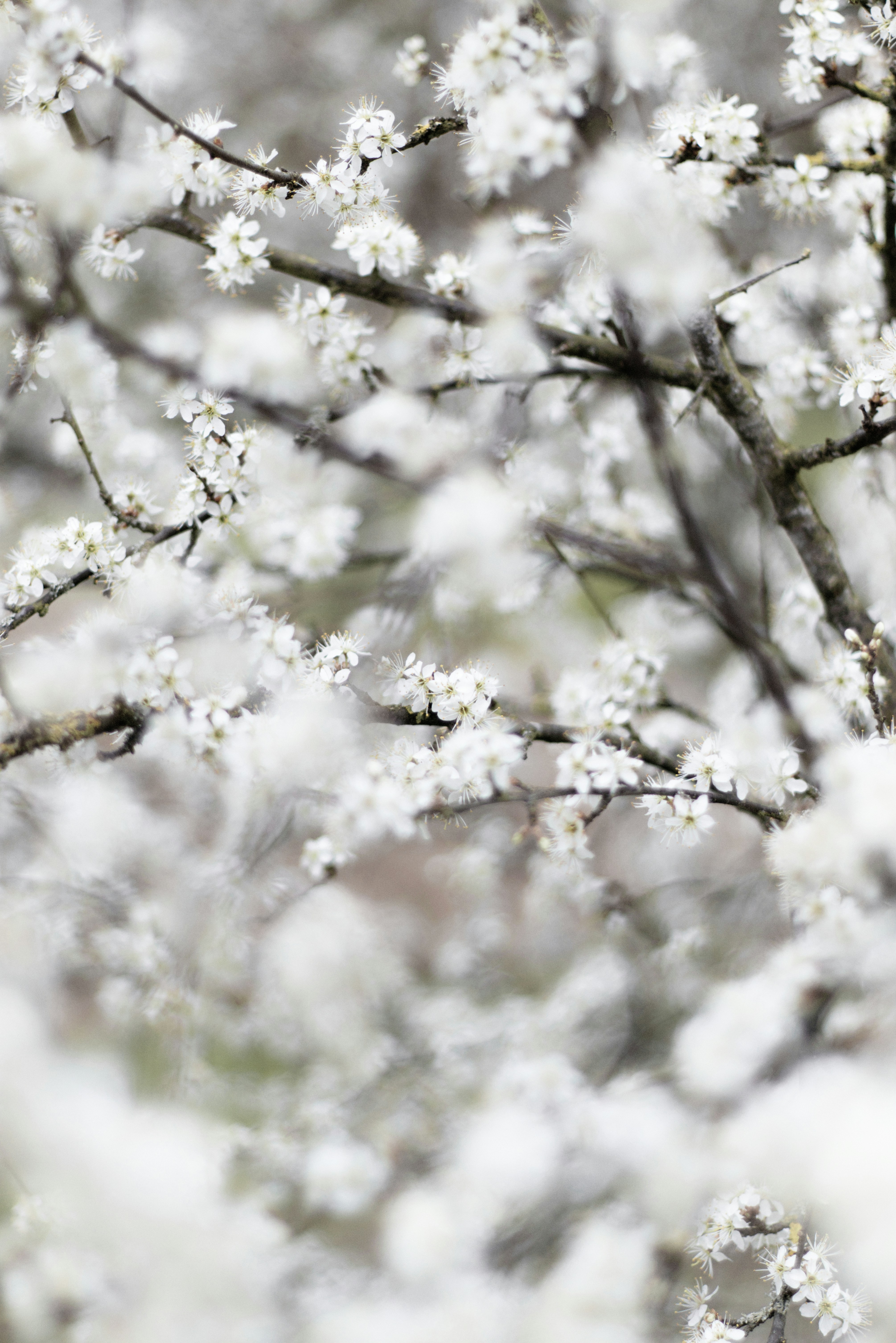 Photo by softlyglimmer