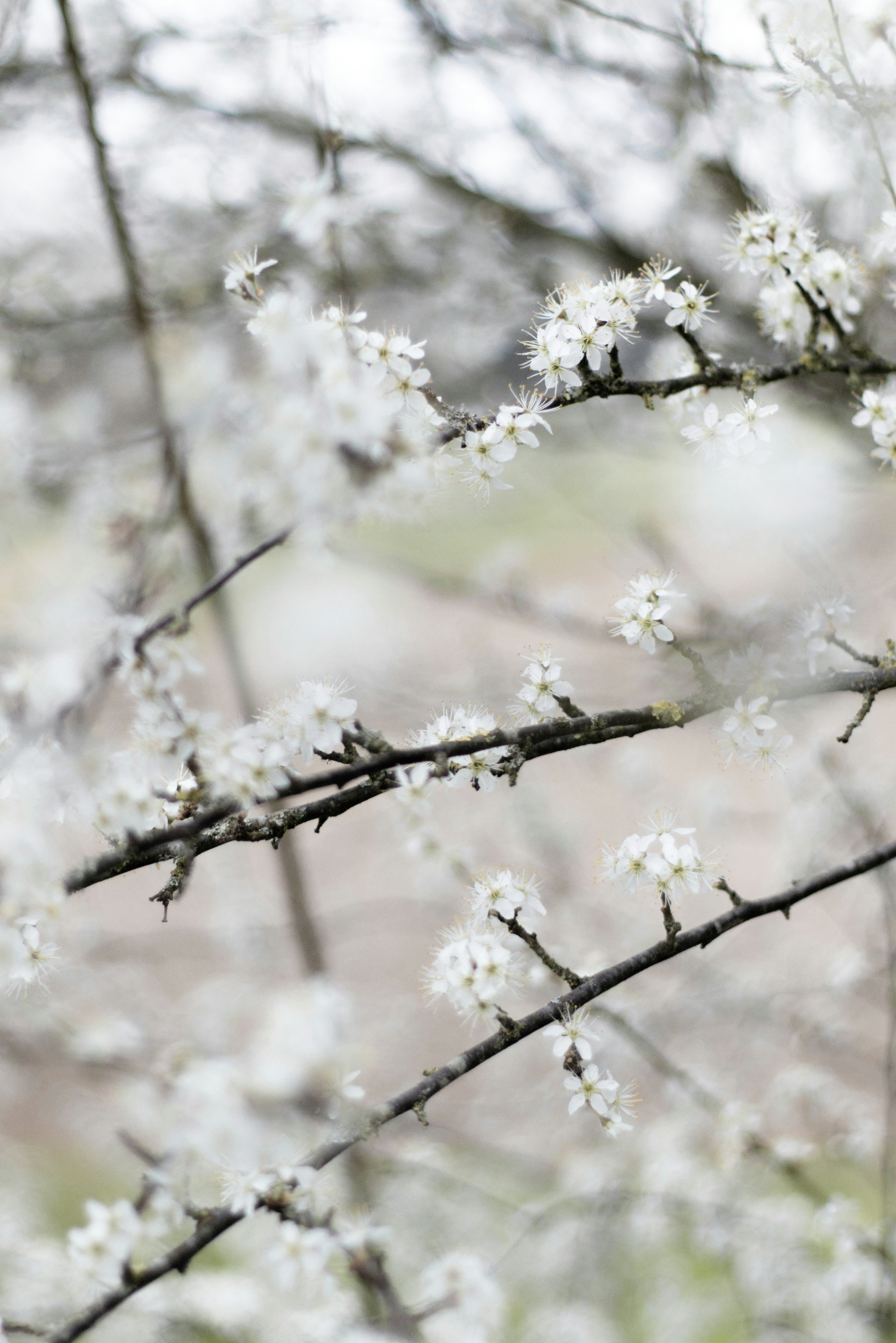 Photo by softlyglimmer