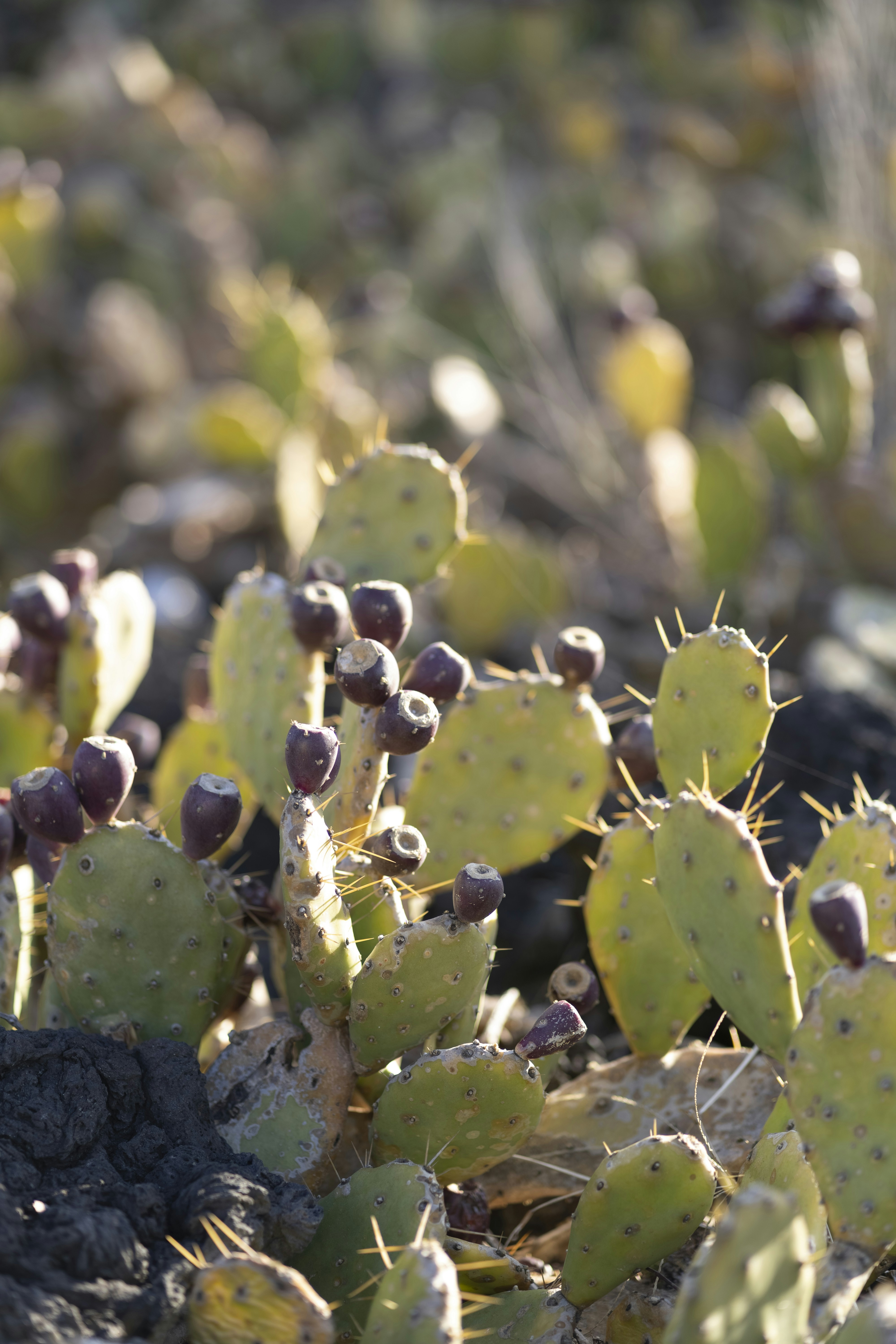 Photo by nunnunannalala