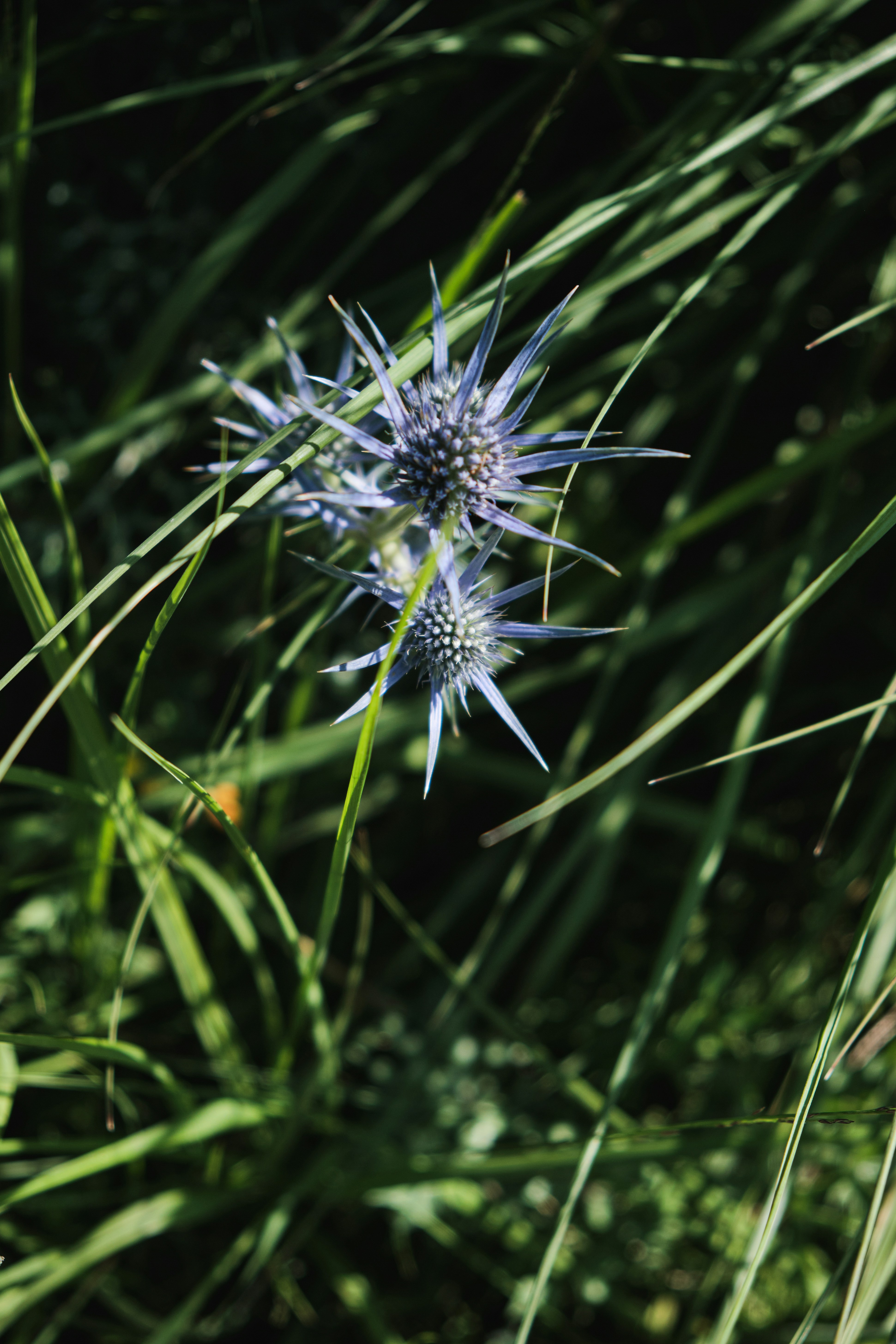 Las flores azules florecen entre la hierba verde alta.