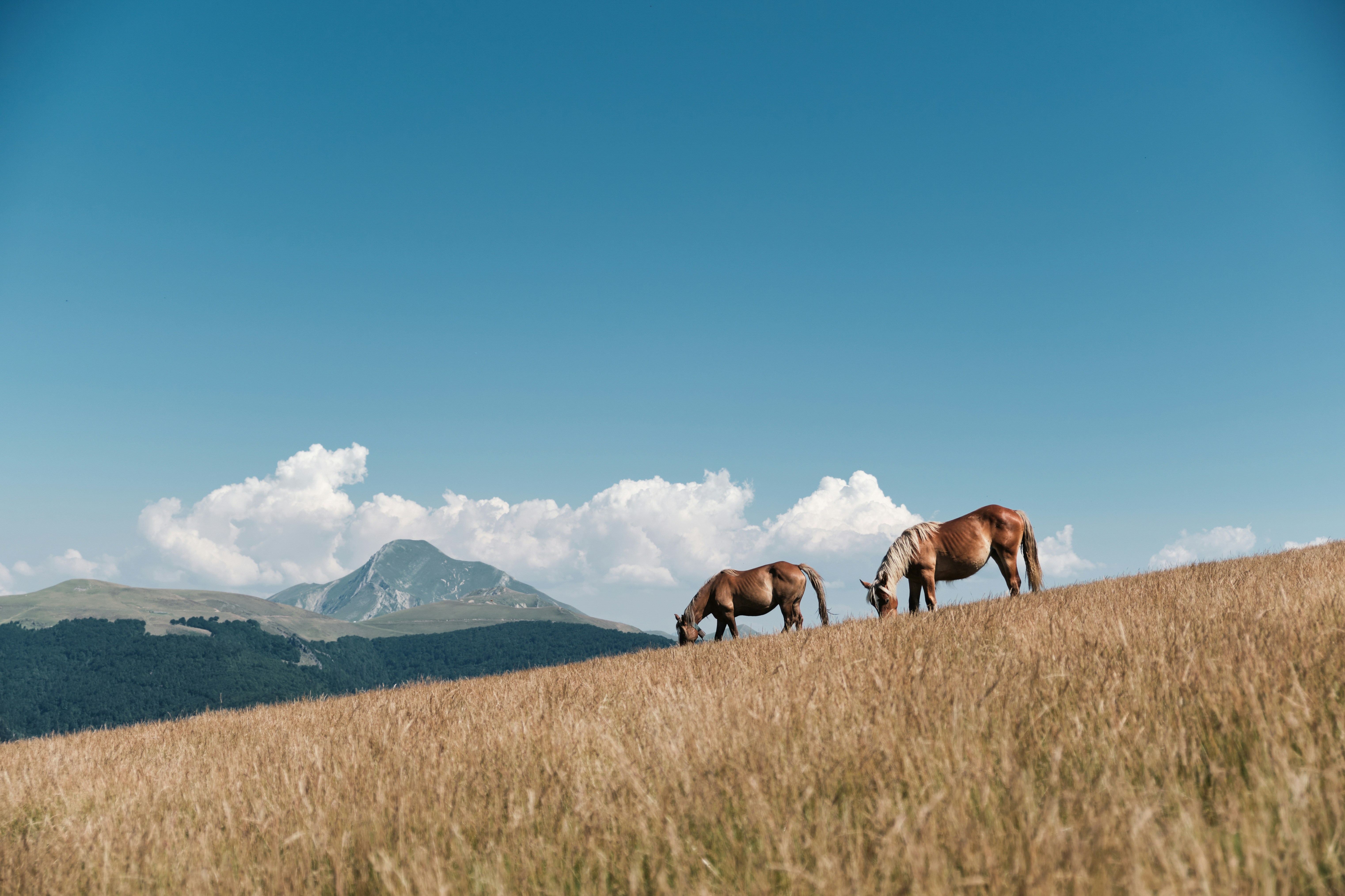 Dos caballos pastan en una colina con vistas a la montaña.