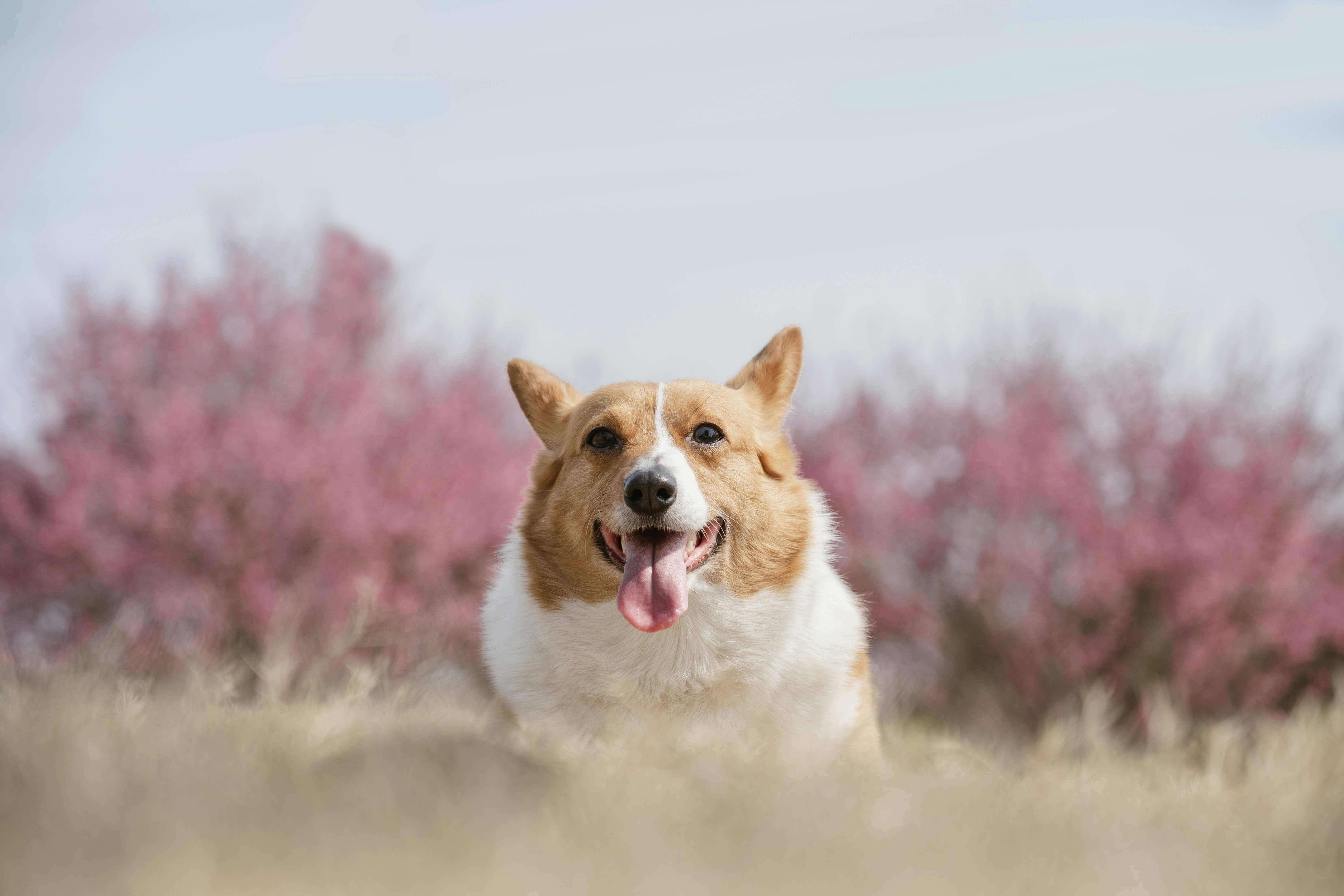 Dogecoin Breakdown Ahead? Analyst Flags 2022-Style Signal