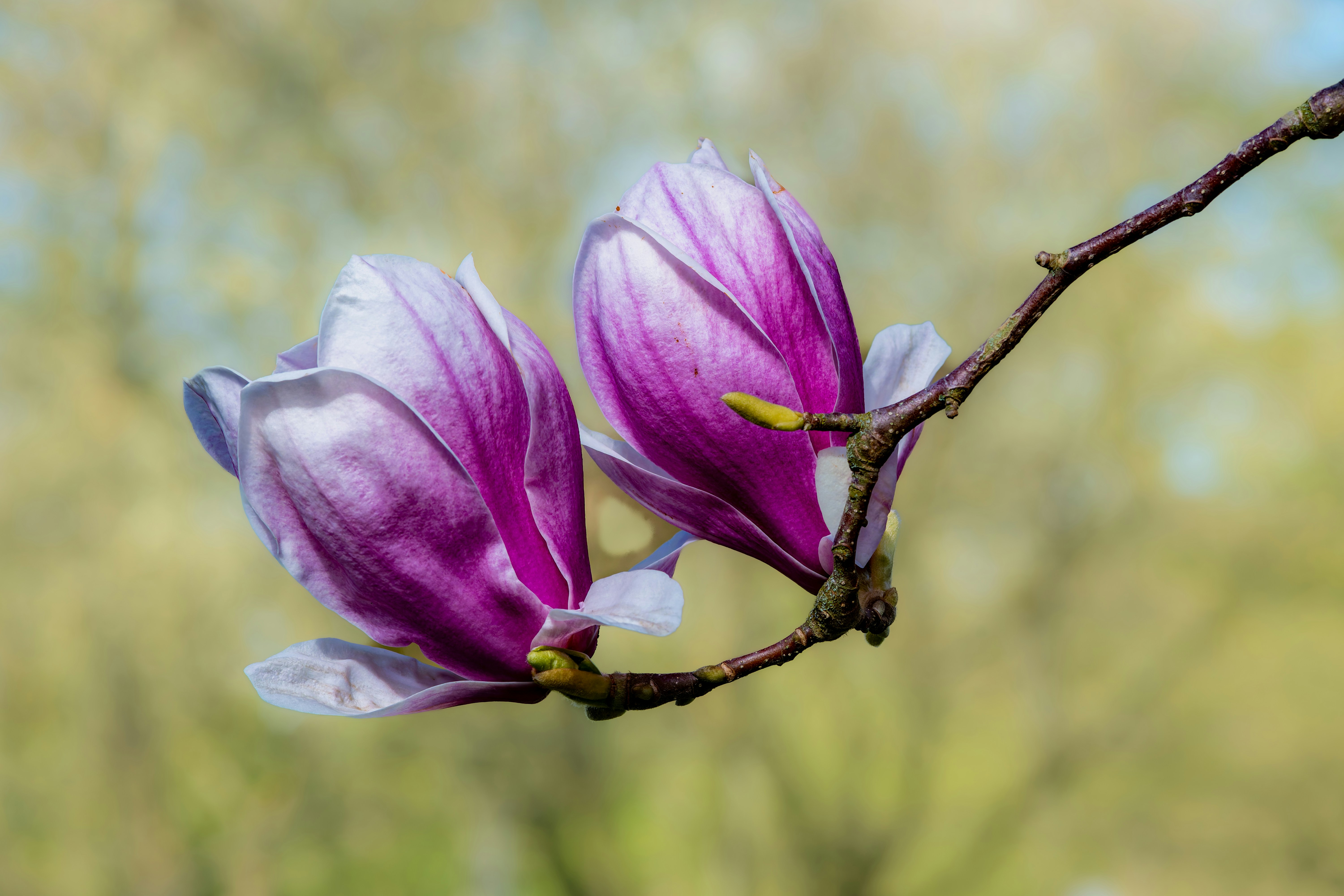 Here is a caption for the image: beautiful purple magnolia blossoms on a branch.