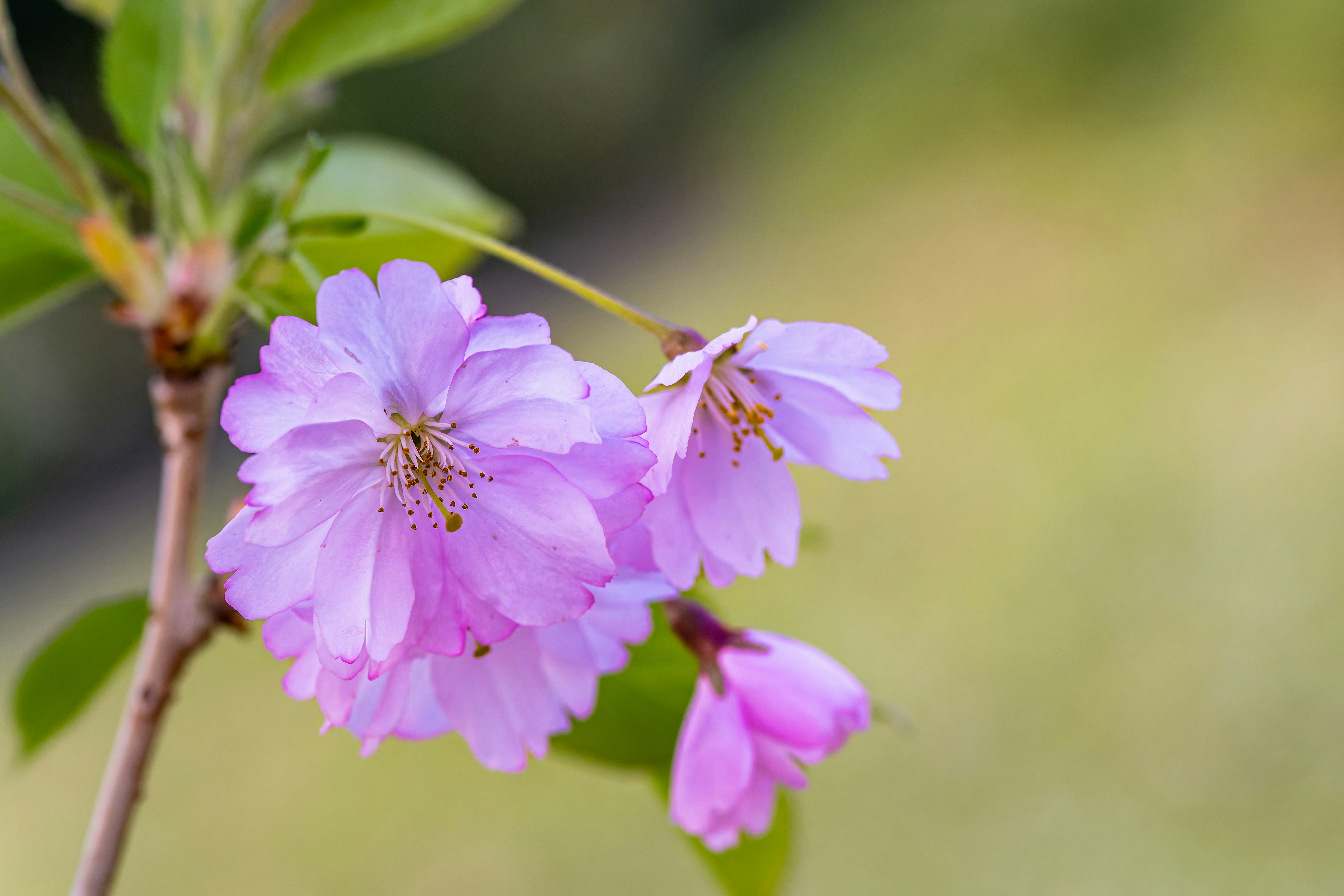 Photo by siegfriedpoepperl