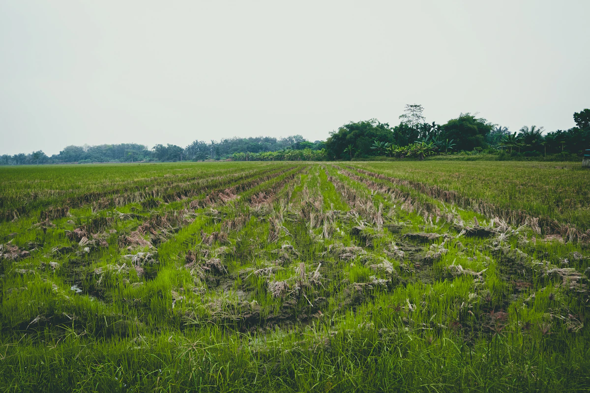 Agricultural fields