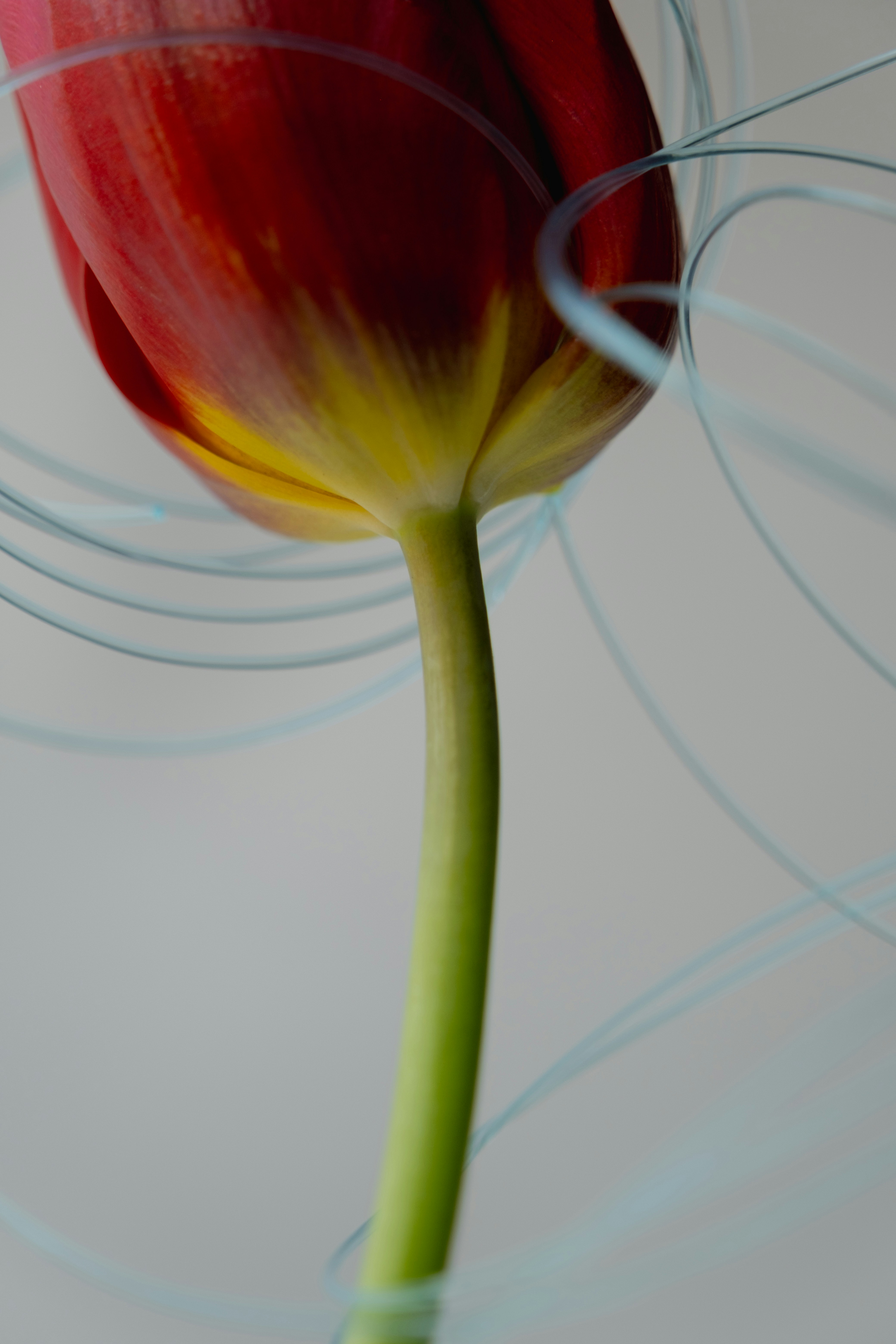 빨간 튤립 꽃이 클로즈업되어 보입니다.