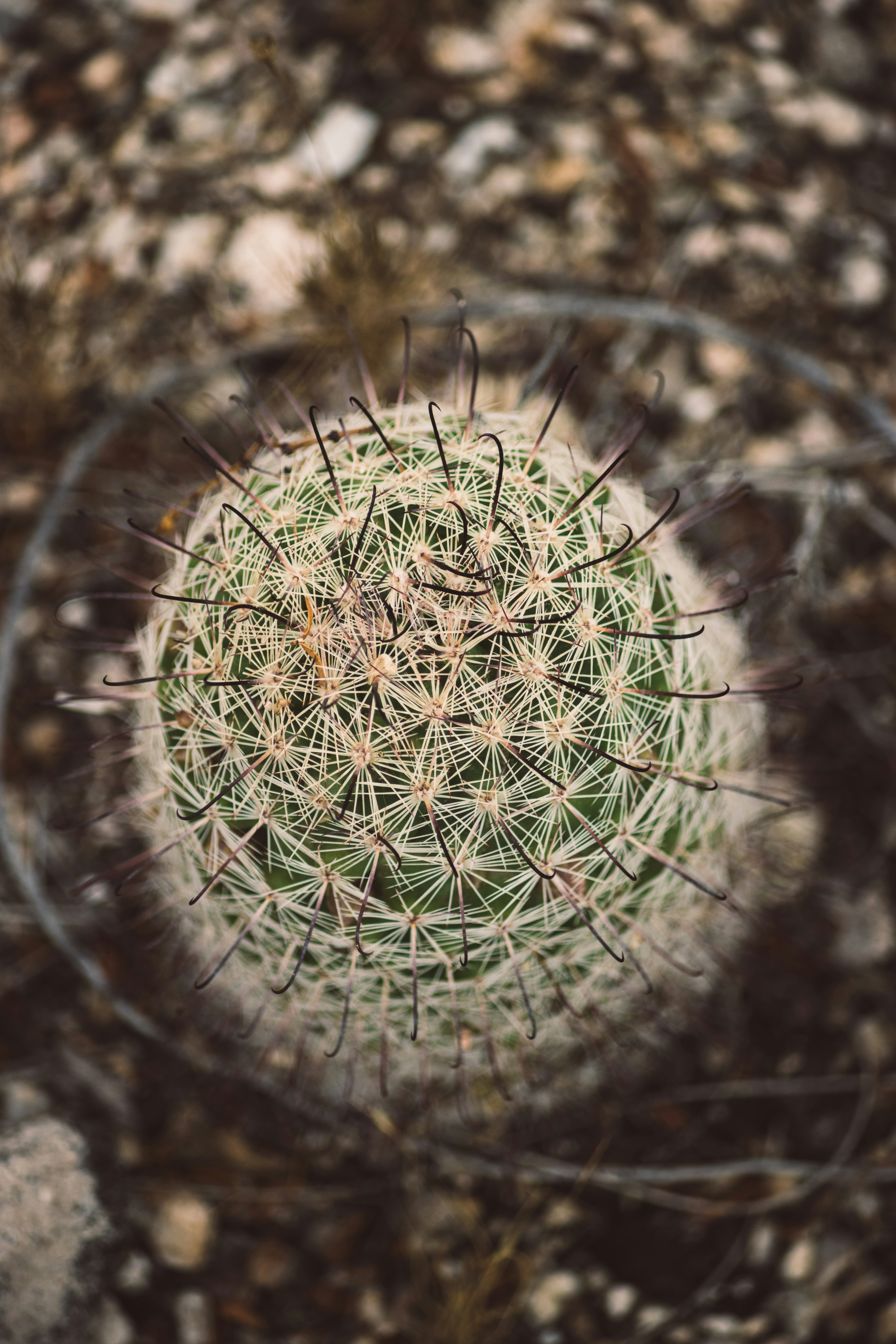 Ein runder Kaktus mit scharfen Stacheln.