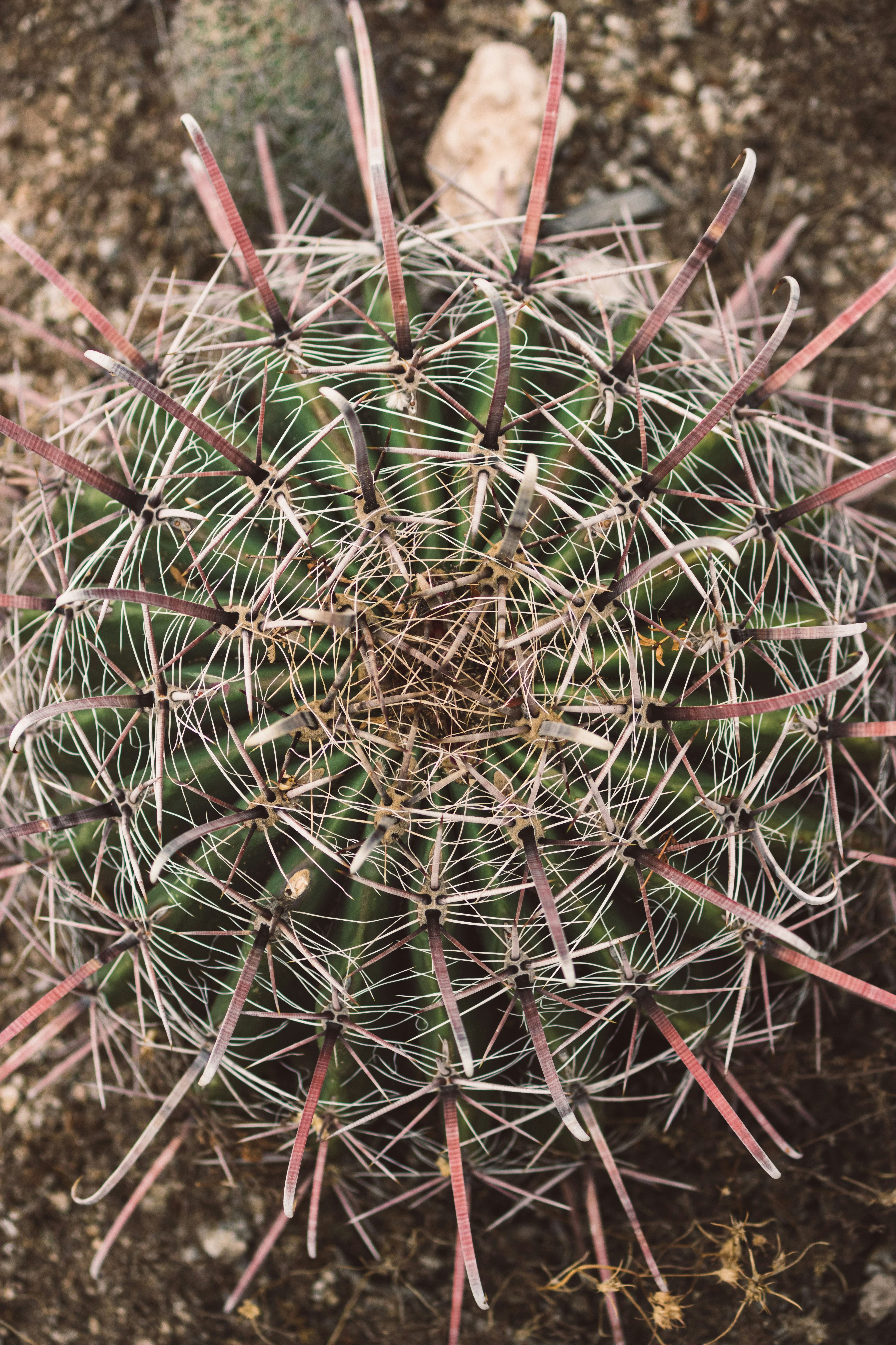 Eine Draufsicht auf einen stacheligen Kaktus.