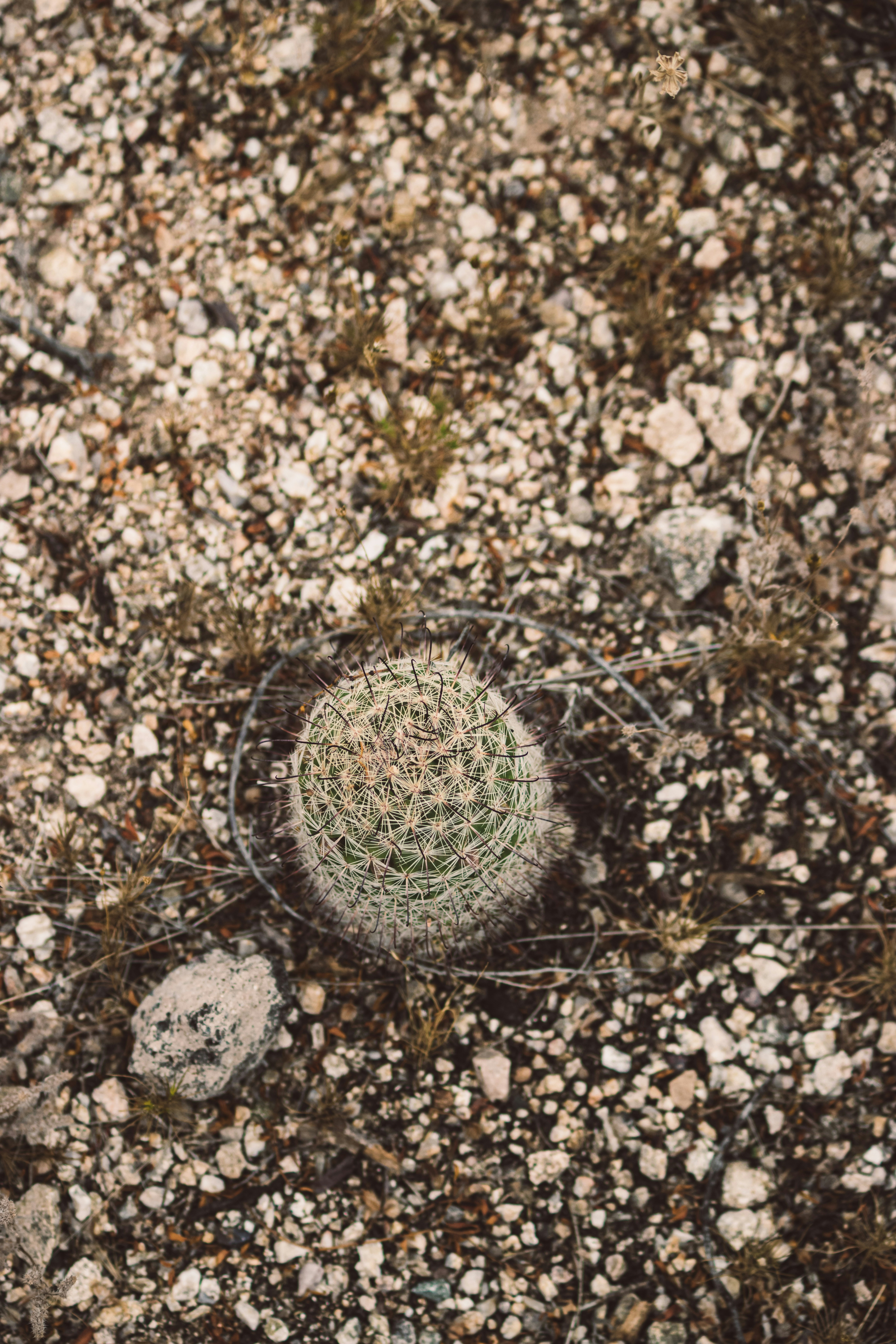 Ein kleiner Kaktus in einer felsigen Wüste.