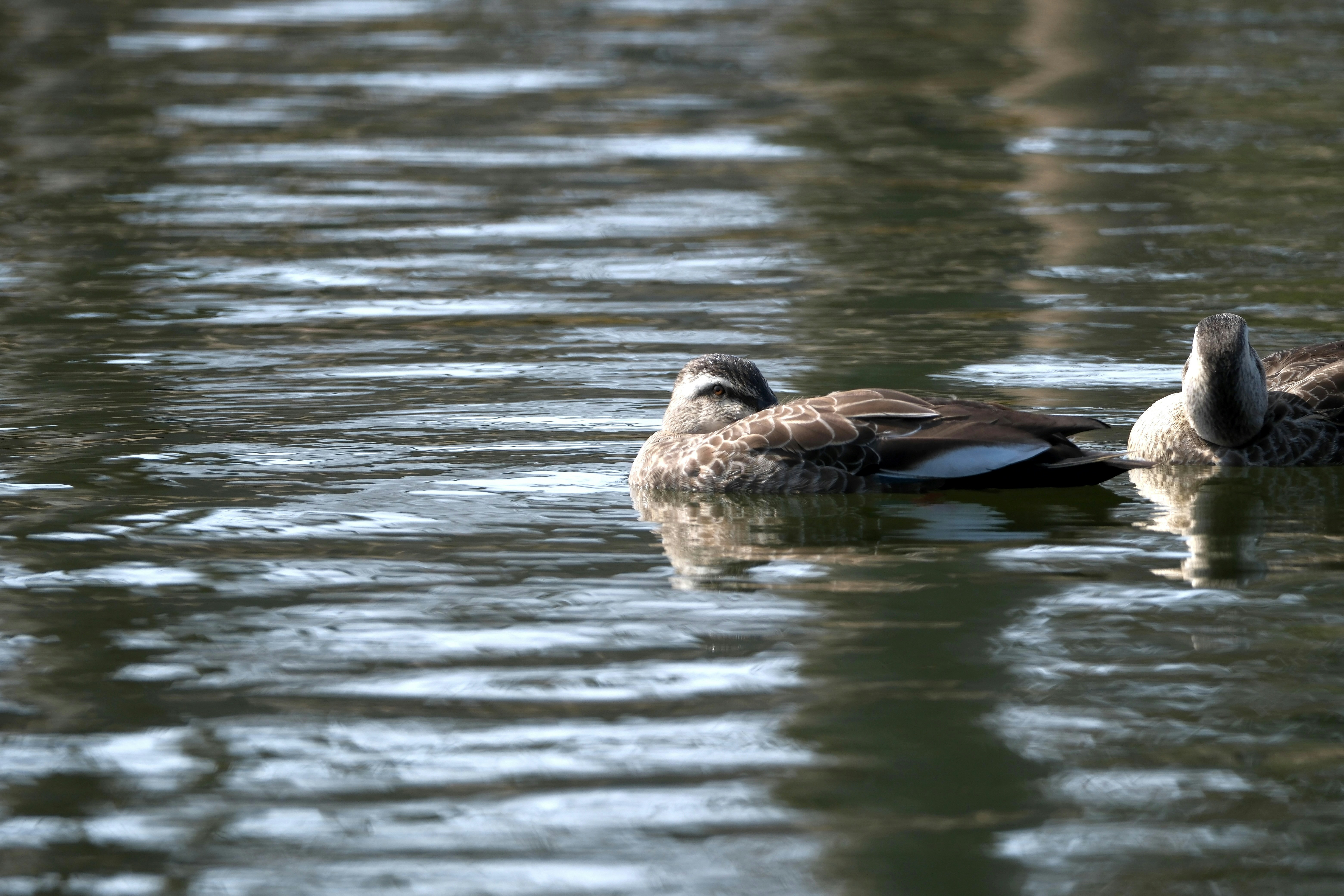 Photo by seiya_maeda