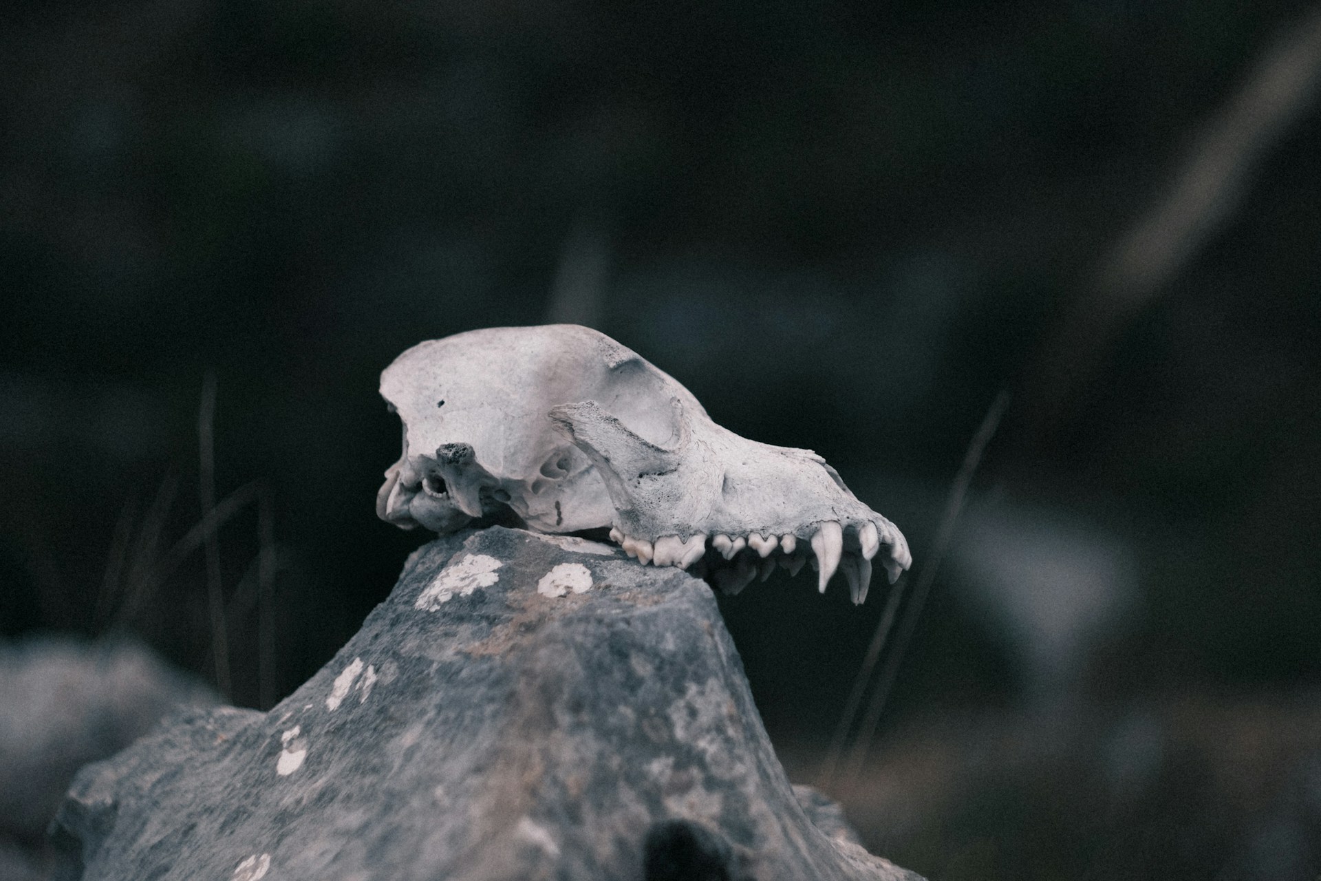A skull rests on a weathered rock.